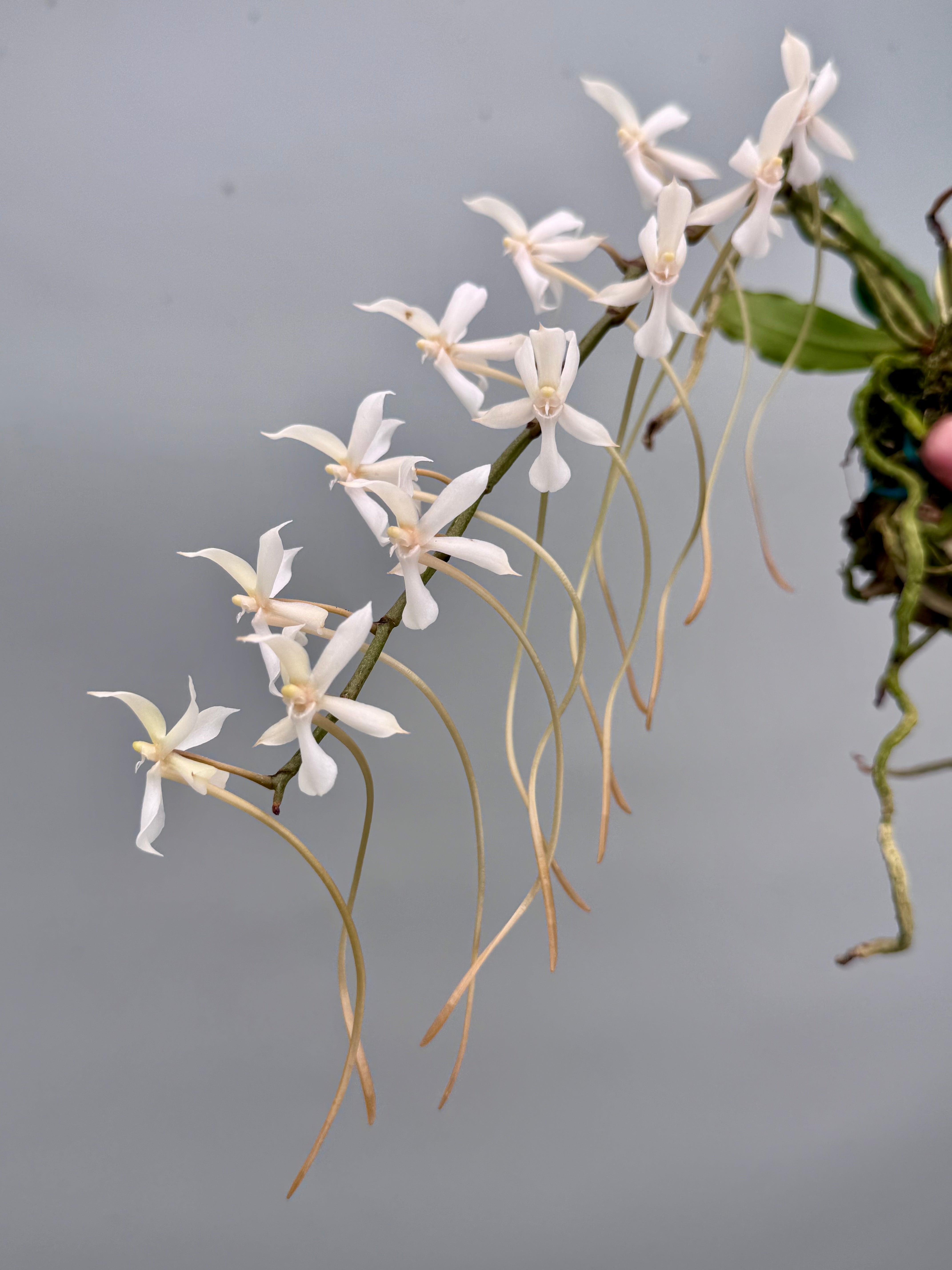 Aerangis kotschyana x decaryana