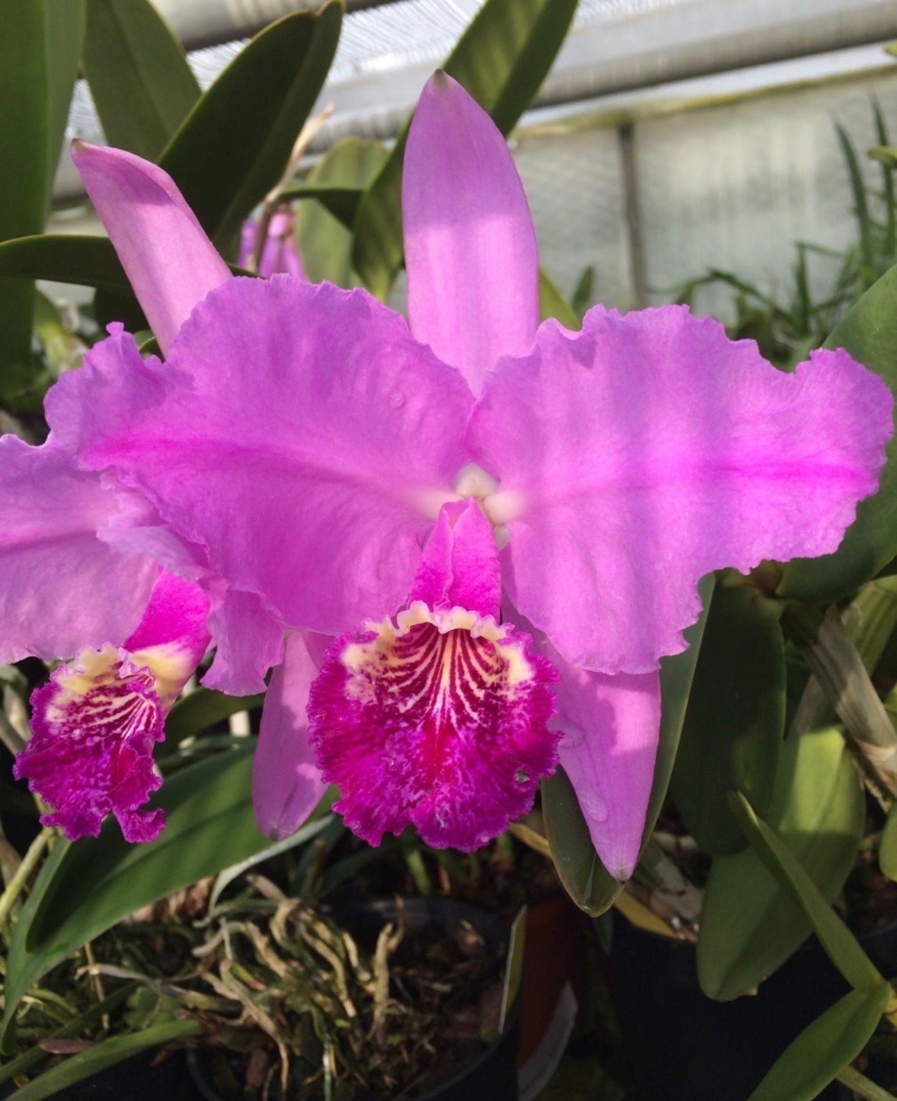 Cattleya lueddemanniana Tipo