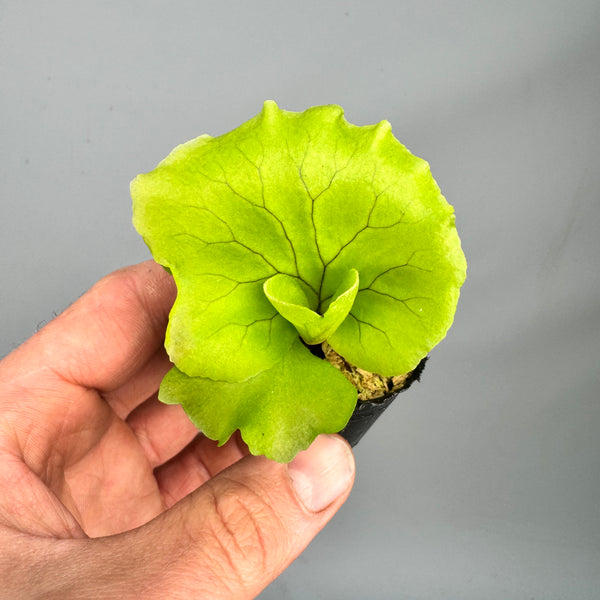 68366D32-9851-49F9-AE5E-