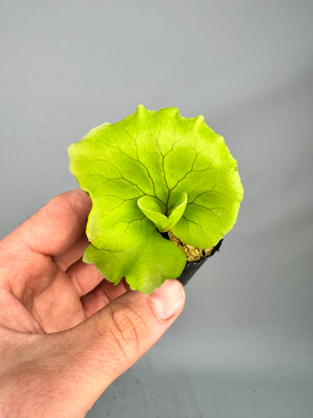 Platycerium Monkey King