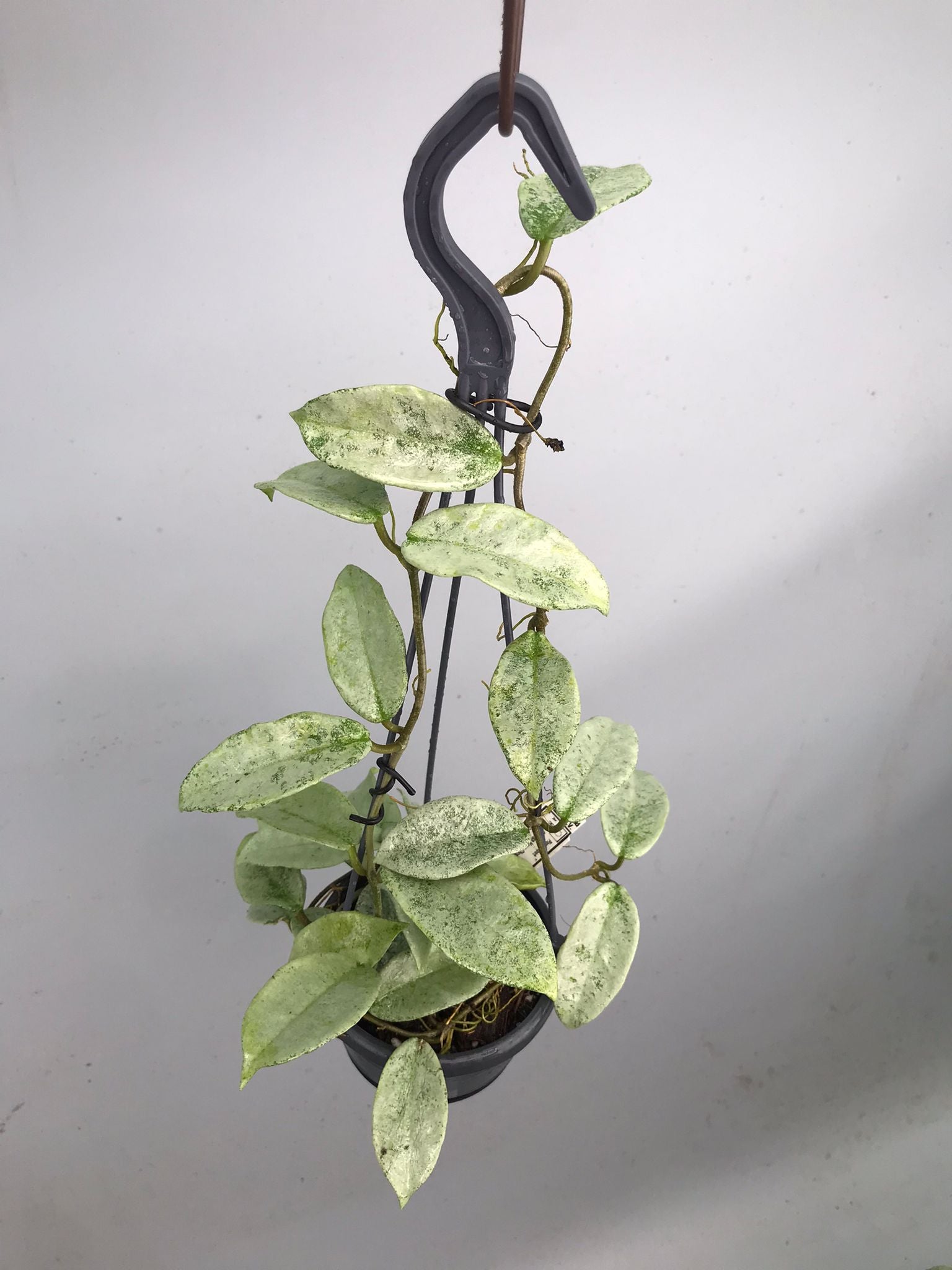 Hoya ‘Nova Ghost’  XL