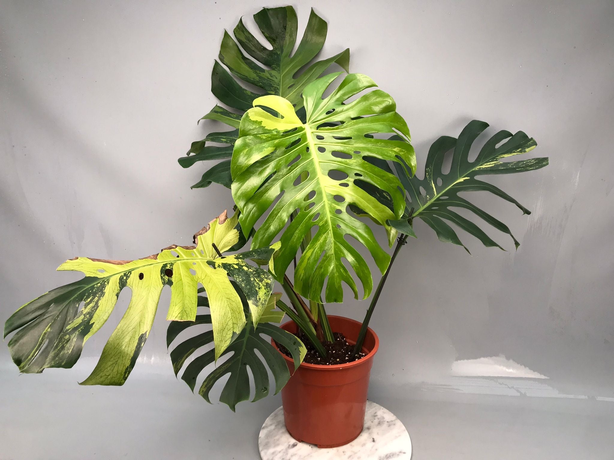 Monstera Ocean Mint XL nr 1