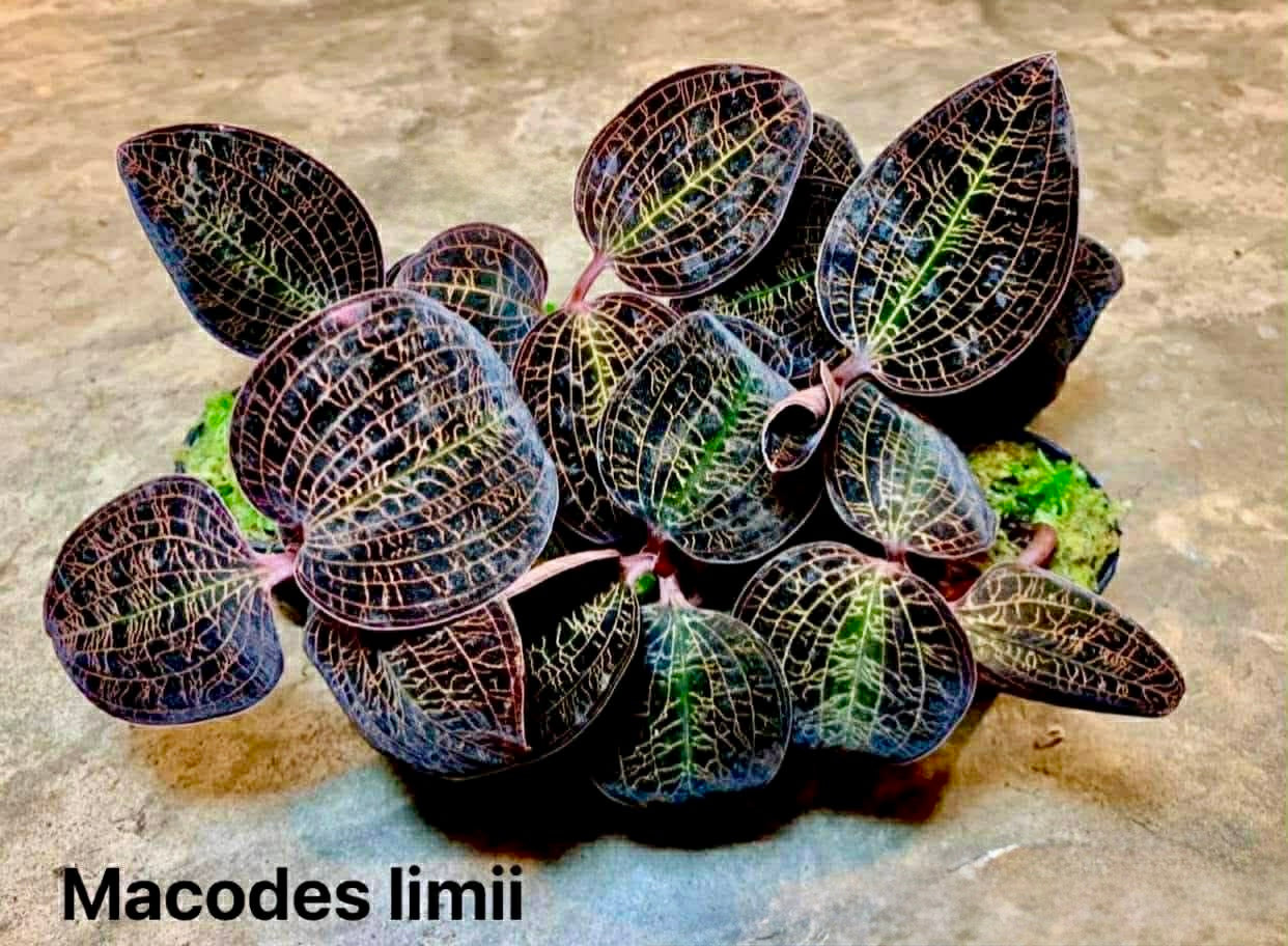 Macodes limii