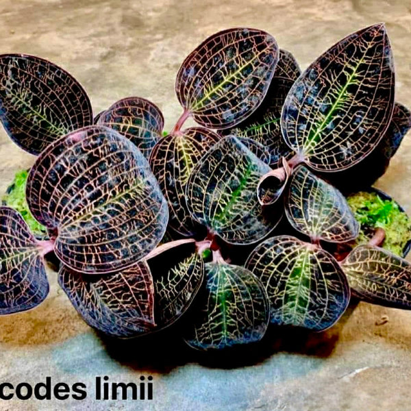 jewel orchid【Macodes limii】 【公式通販】