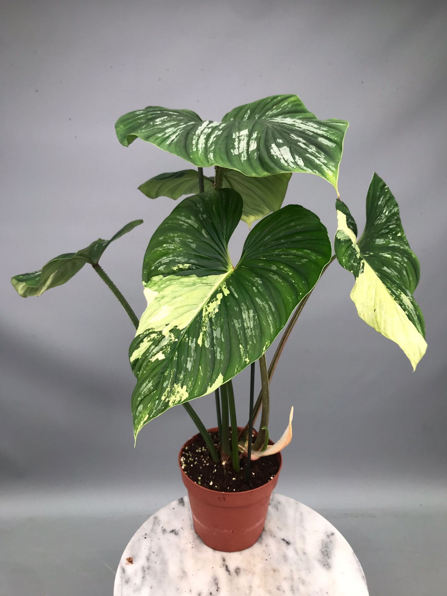 Philodendron mamei variegata mint (nr 2)
