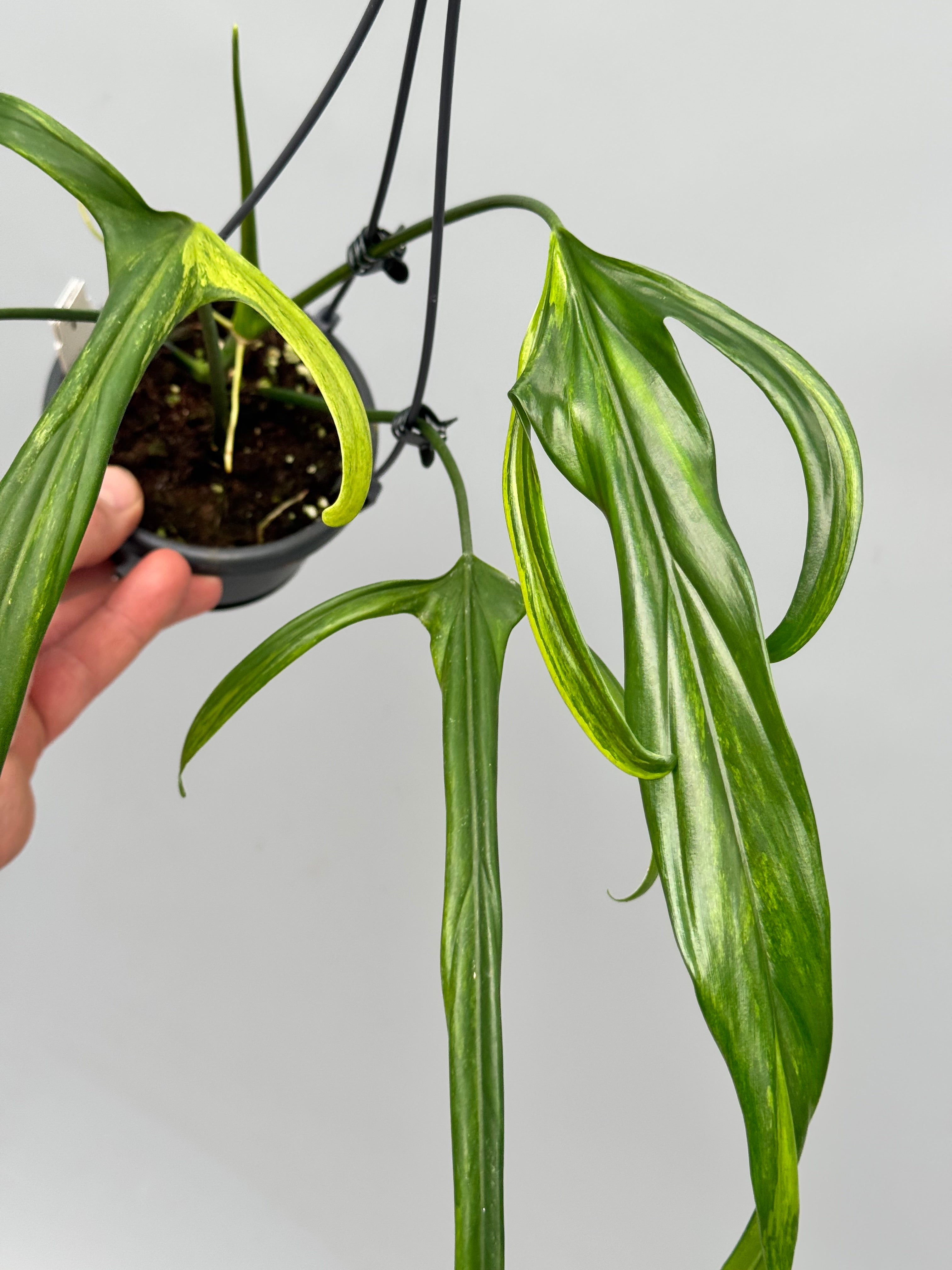 Philodendron holtonianum Variegated