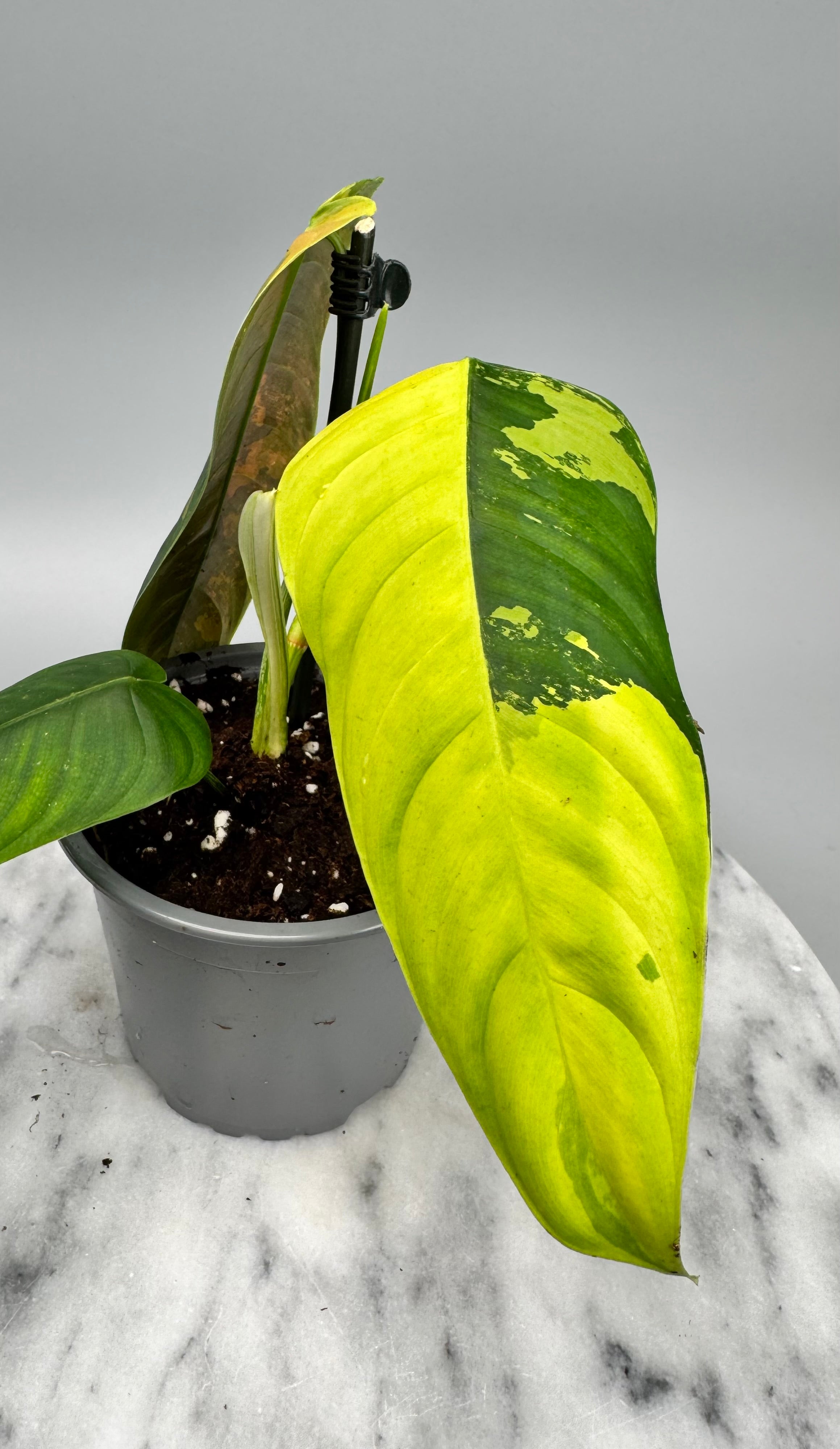 Philodendron sharoniae Mosquera Variegata nr 1