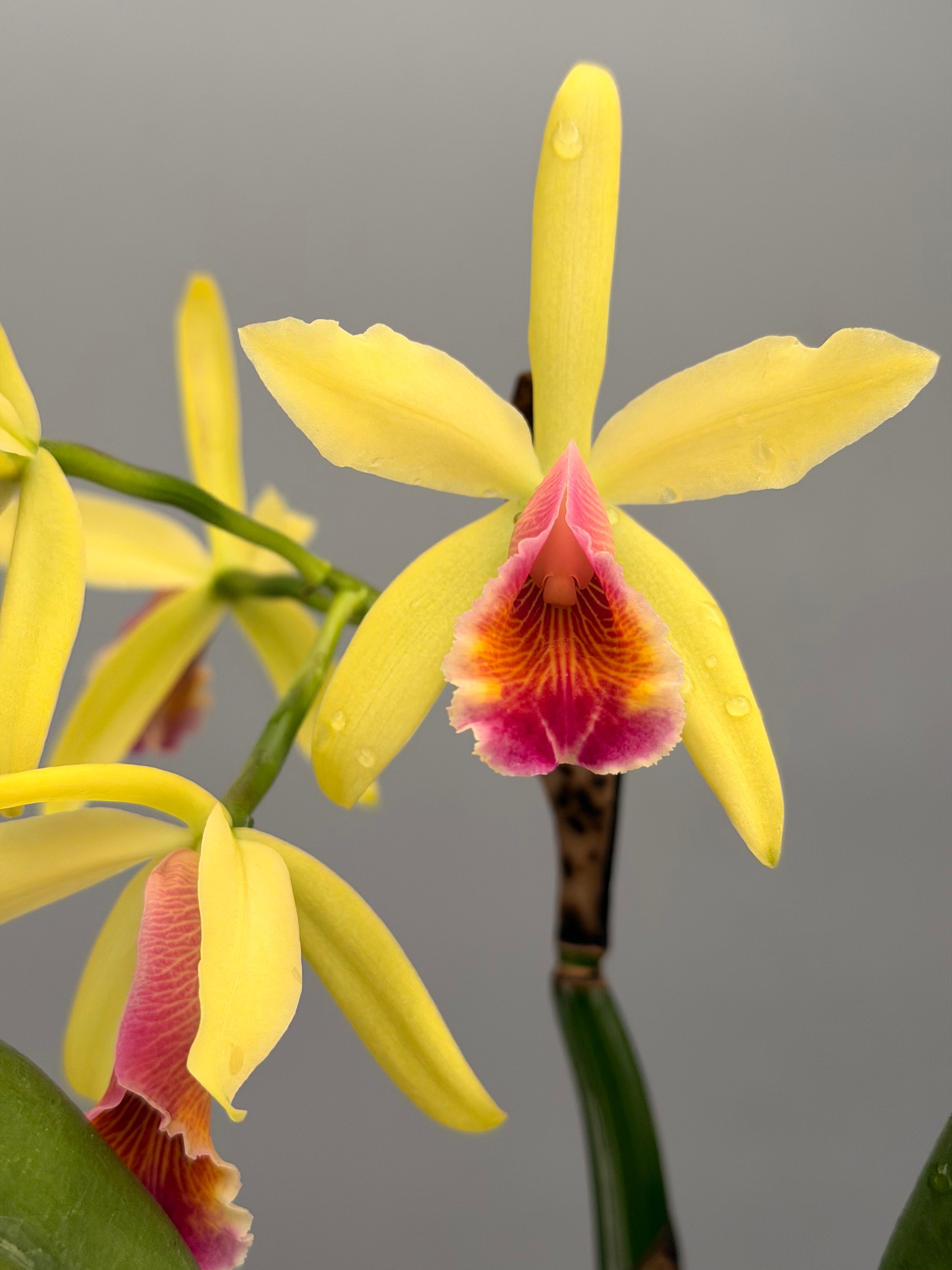 Cattleya ‘Aurora’ (C. dowiana x C.luteola)