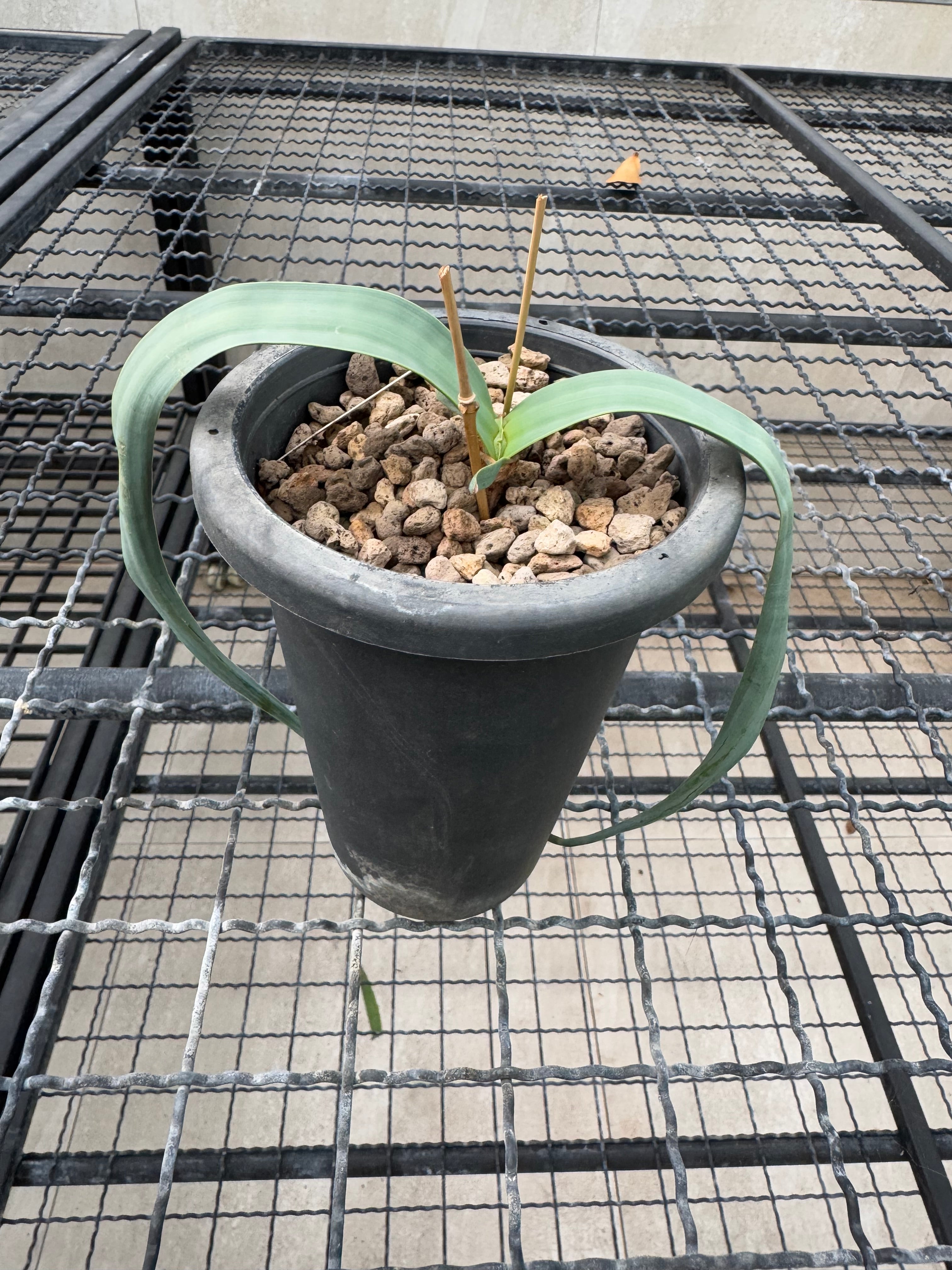 Welwitschia mirabilis