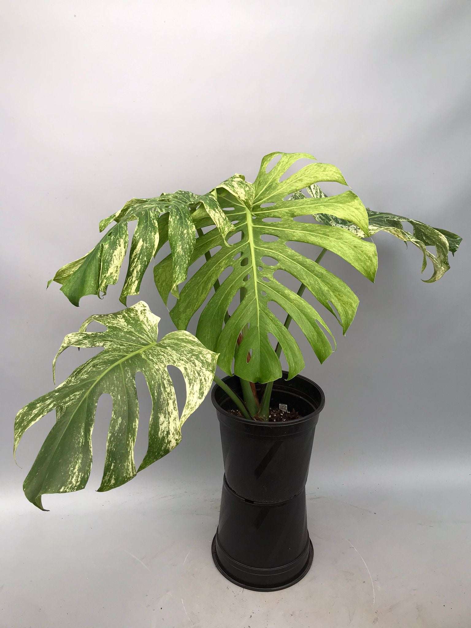 Monstera Full Mint deliciosa borsigiana Variegata
