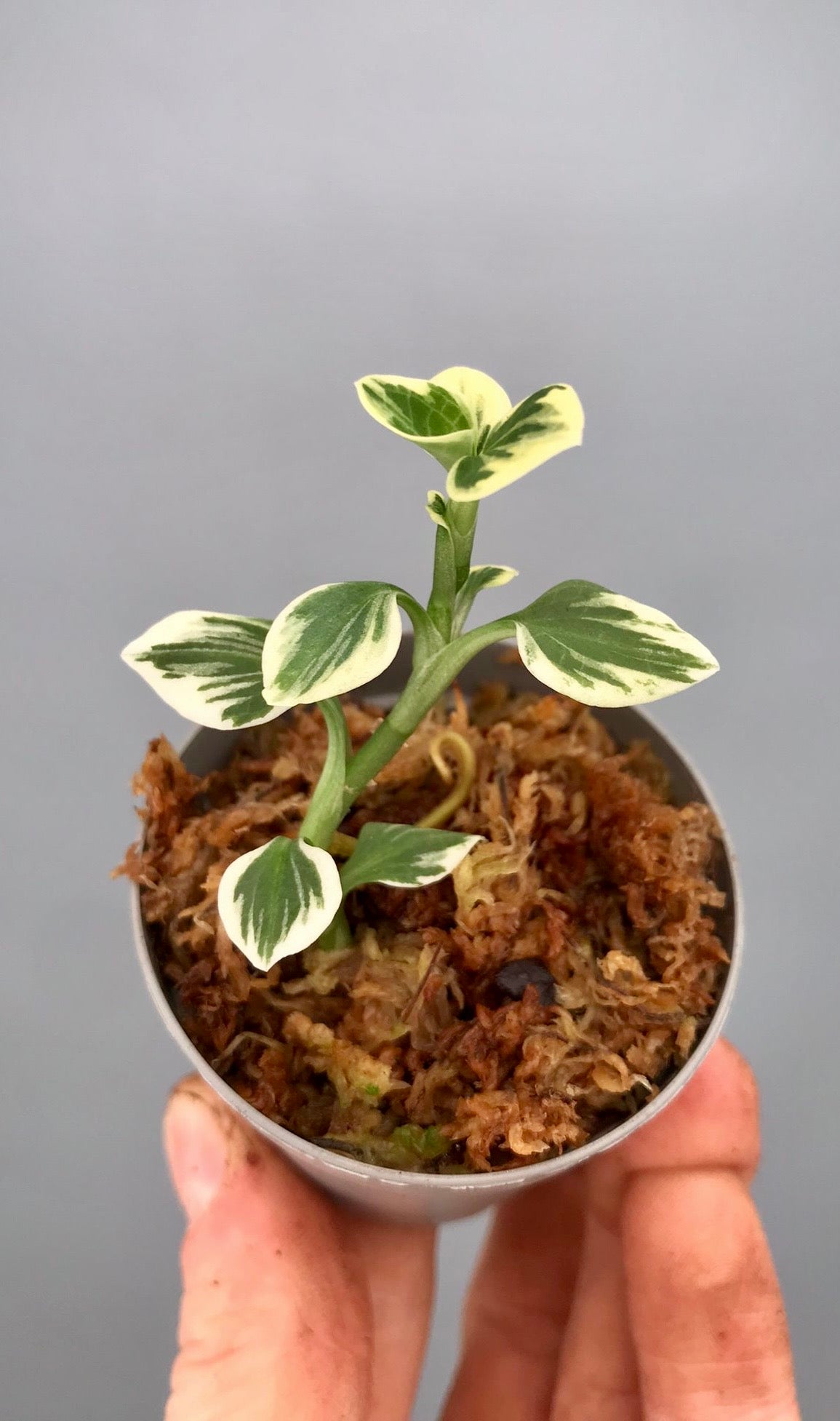Goodyera schlechtendaliana "Outdoor Variegata"