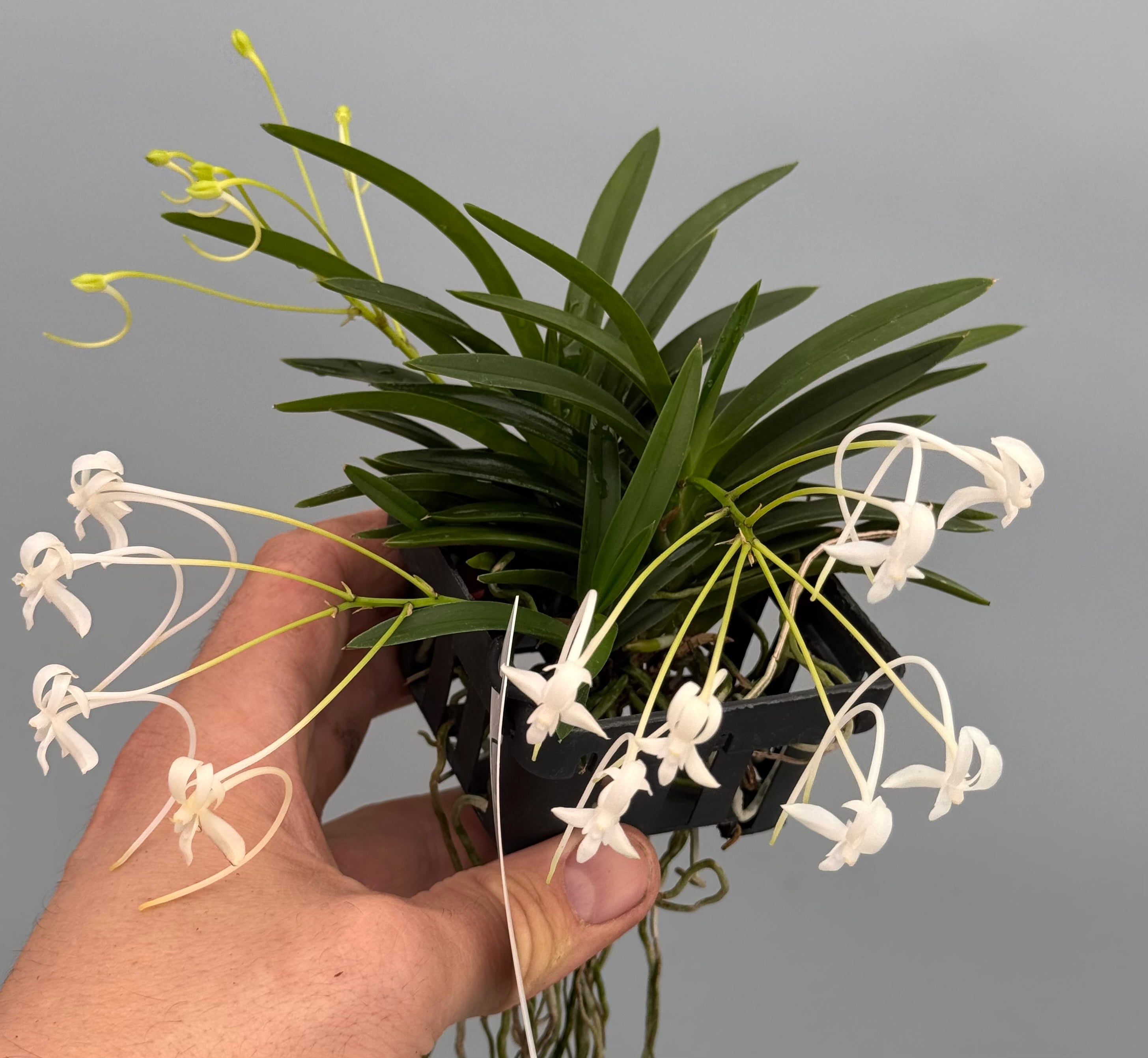 Neofinetia falcata "Clumb" (Big XL)