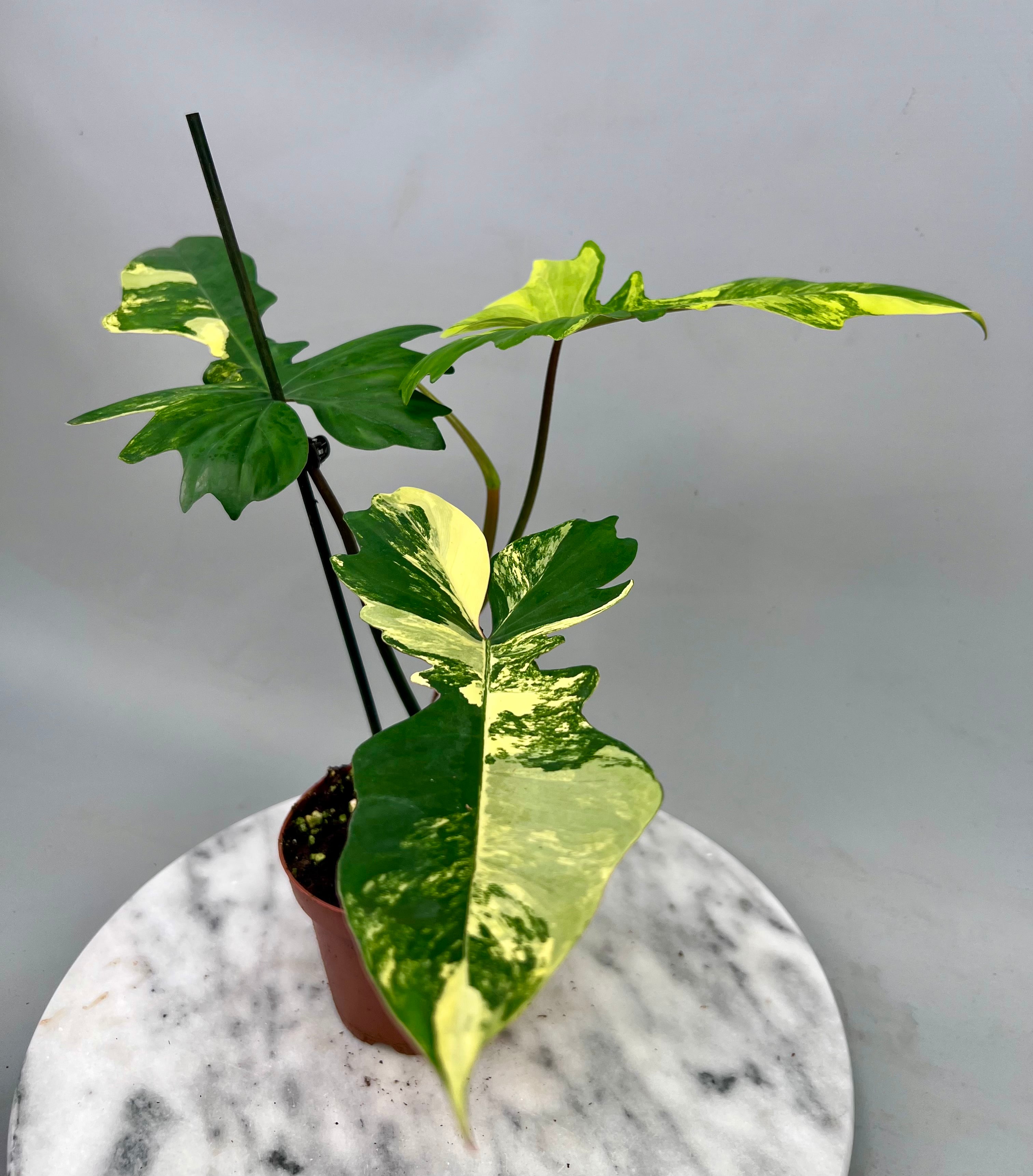 Philodendron Florida Beauty Variegata X Bob Cee Variegata (Nr 1)