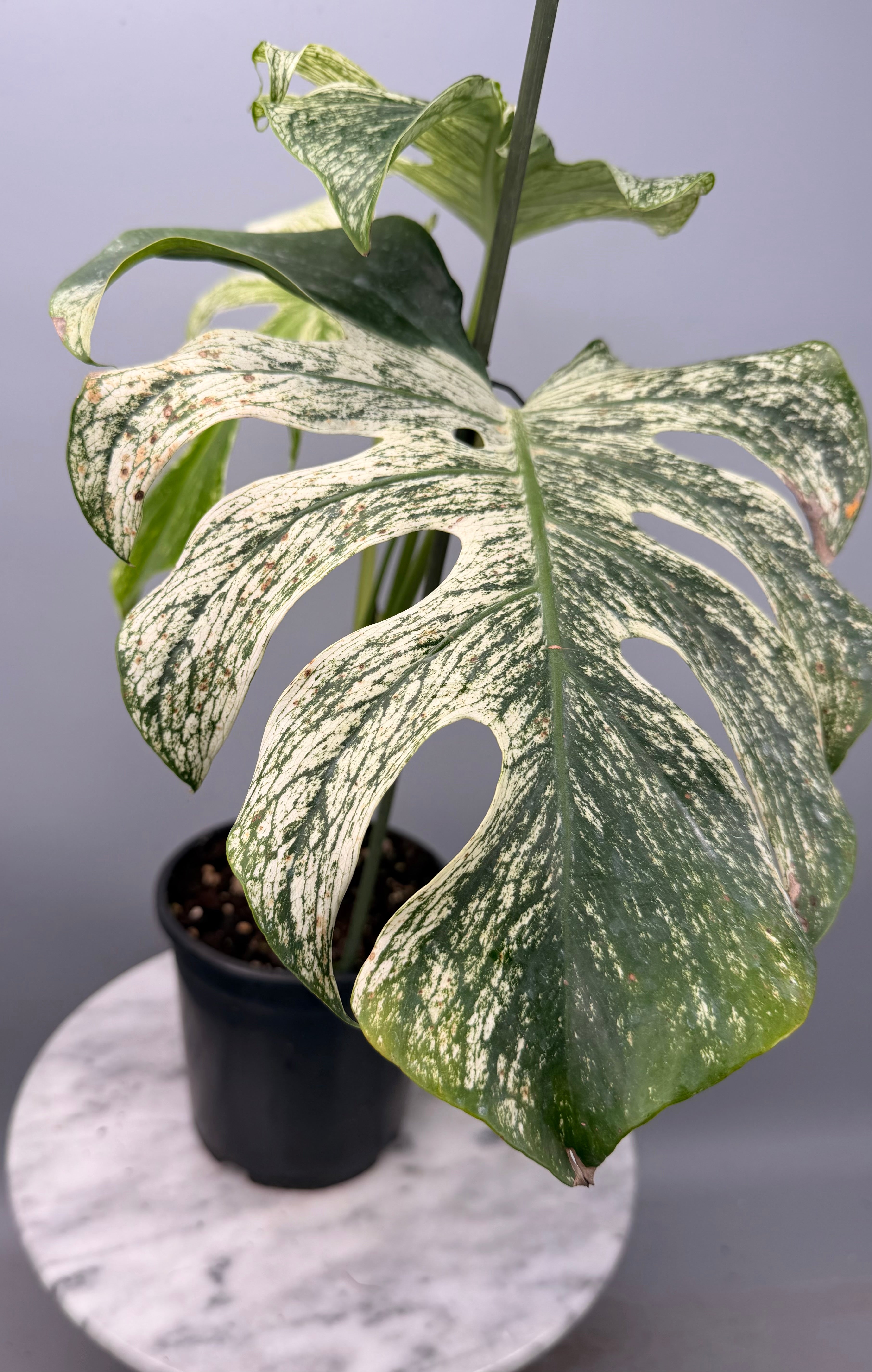 Monstera 'Devil Monster' Nr 2