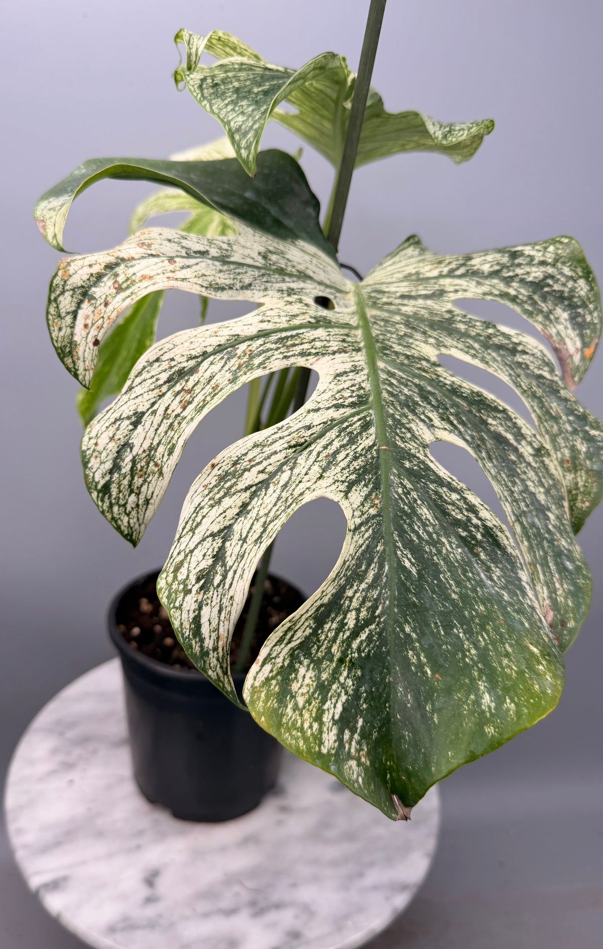 Monstera ‘Devil Monster’ Nr 2