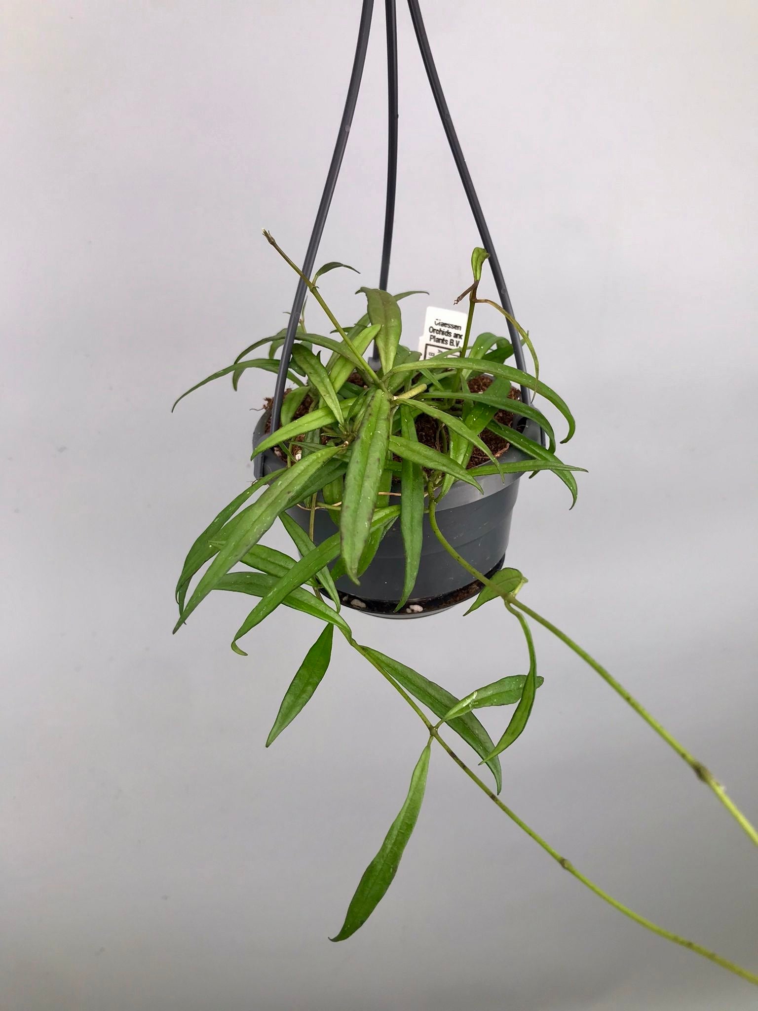 Hoya pauciflora 'big plant'