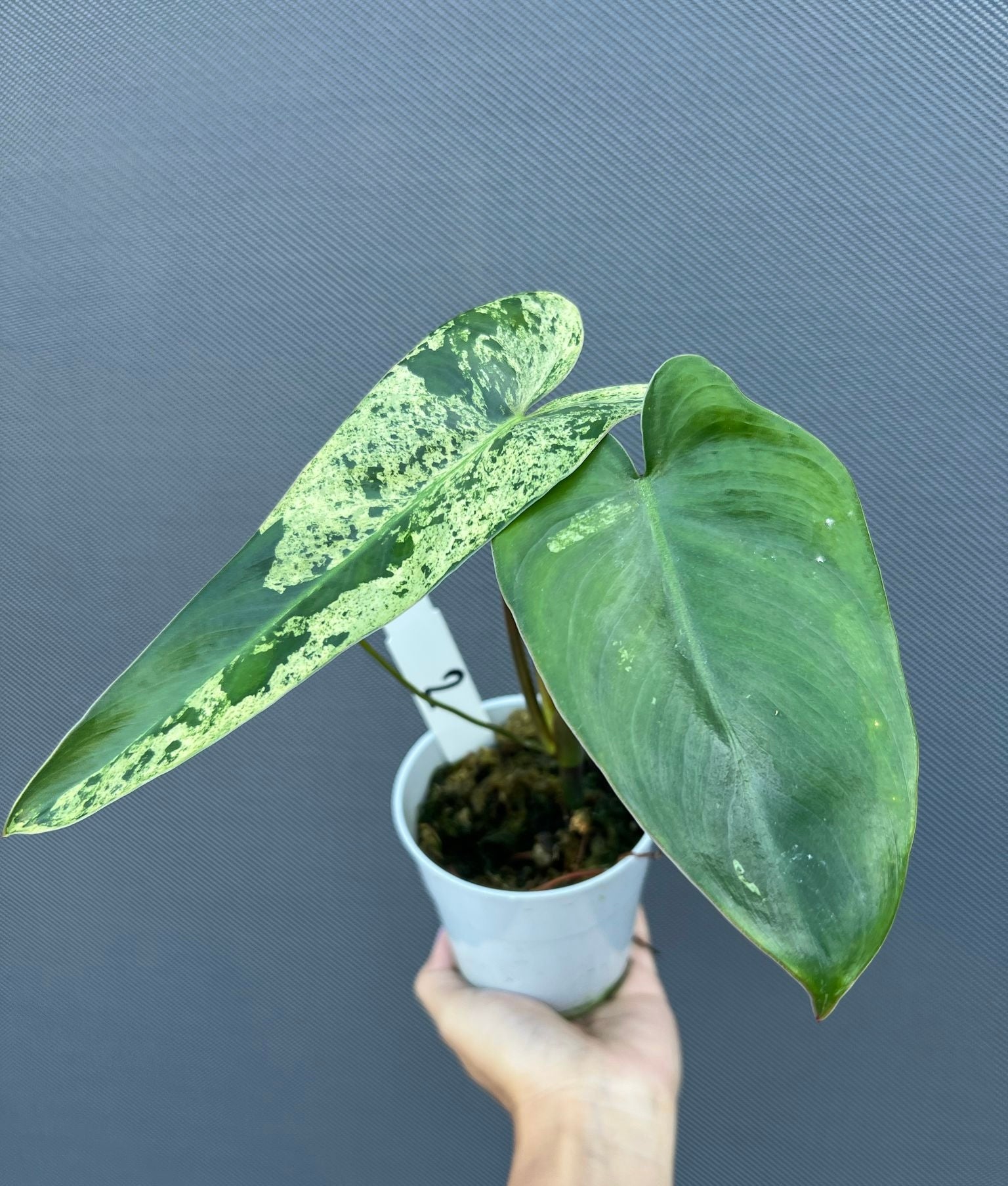 Philodendron ilsemanii