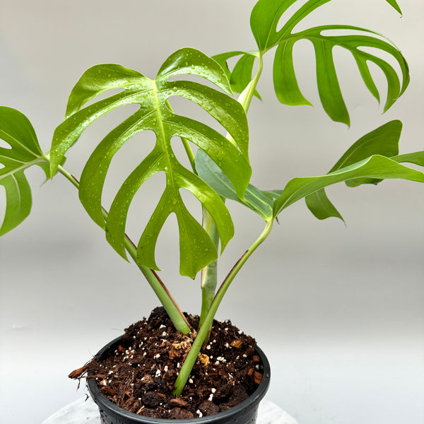 Monstera deliciosa var Sierrana シエラナ Monstera deliciosa var sierrana