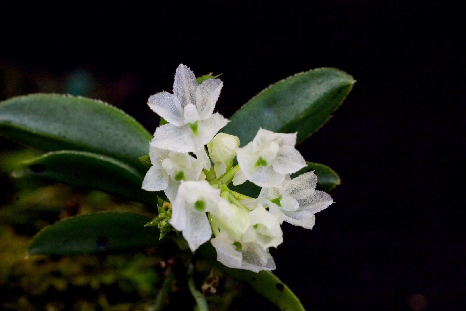 Hymenorchis javanica (Große Pfanze)