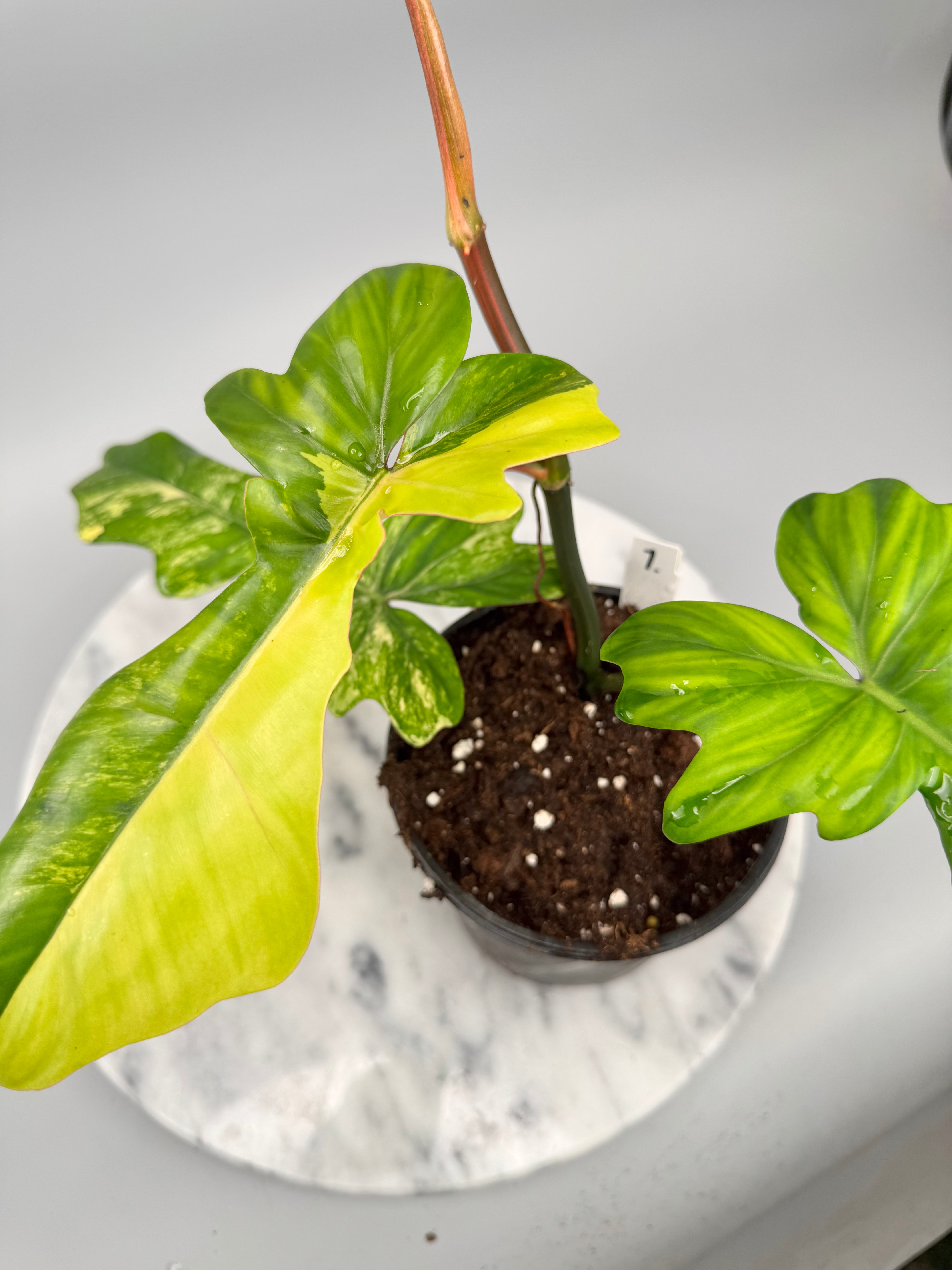 Philodendron Florida Beauty Var. X Bob Cee Var. Nr 1