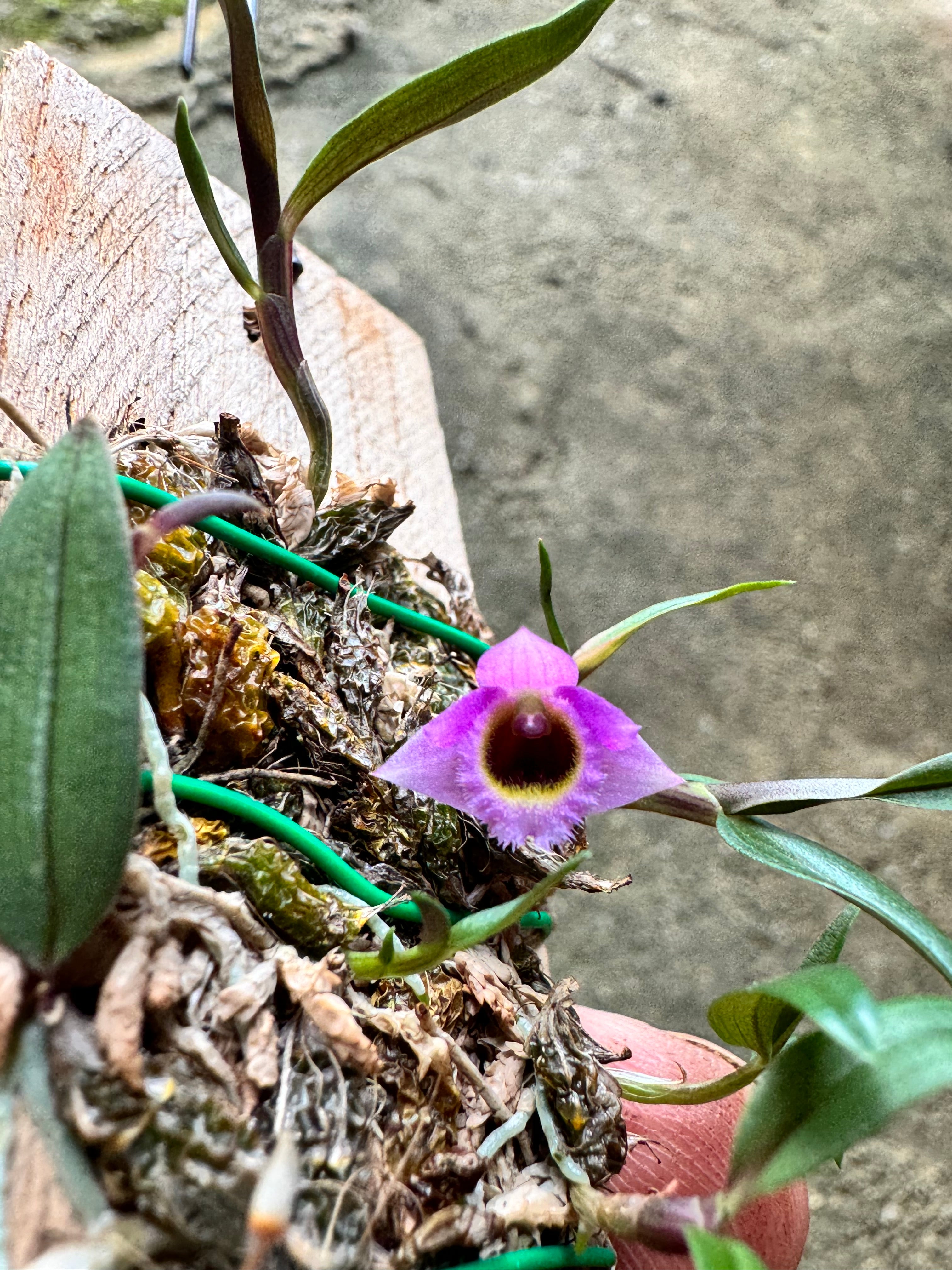 Dendrobium fuscifaucium (Micro Dendrobium) First propagation