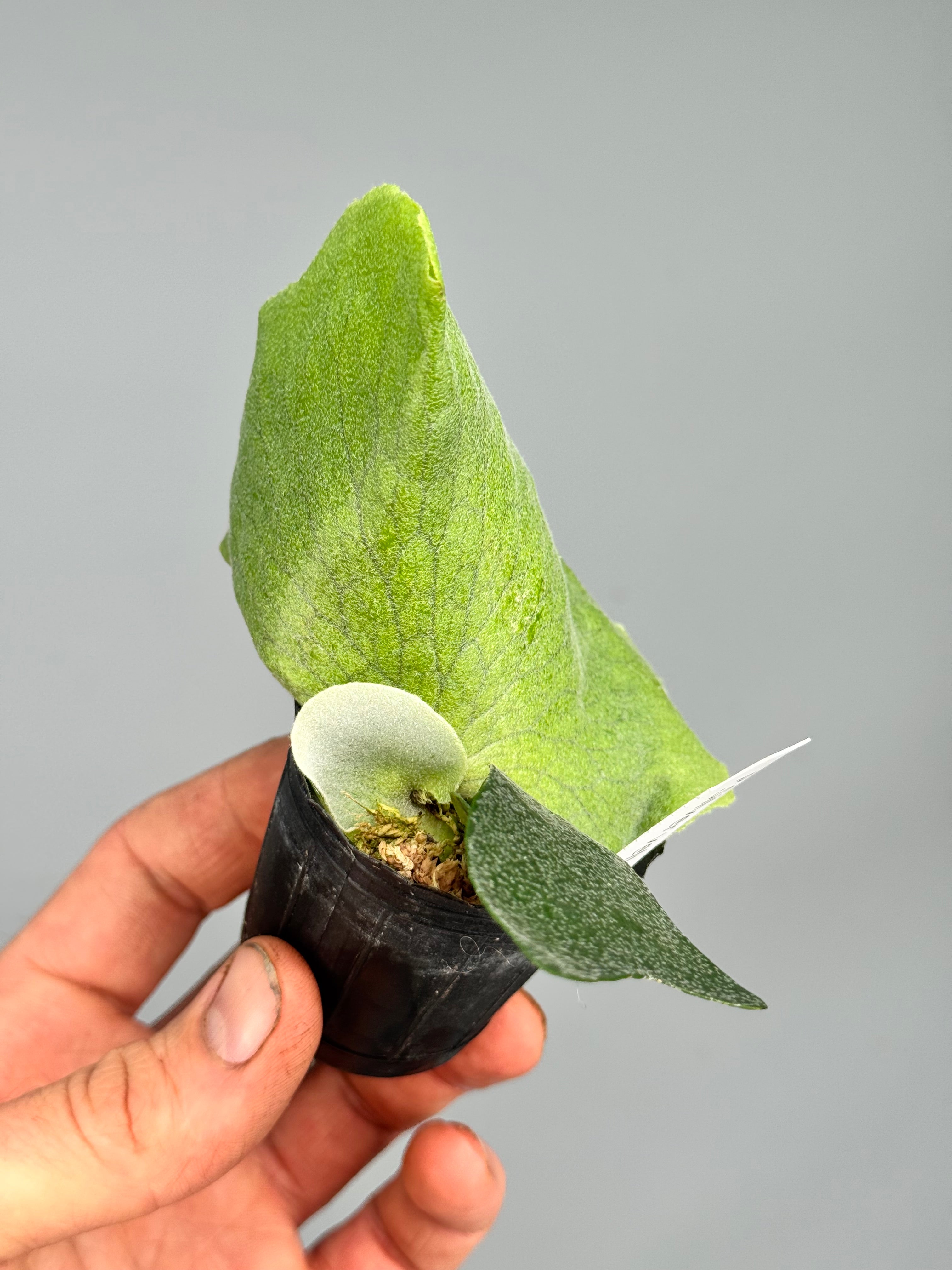 Platycerium Silver Velvet