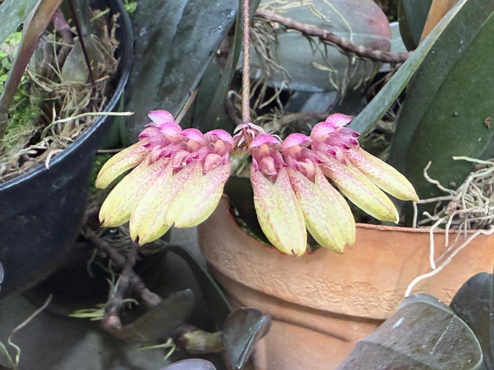 Bulbophyllum specie “Indo”