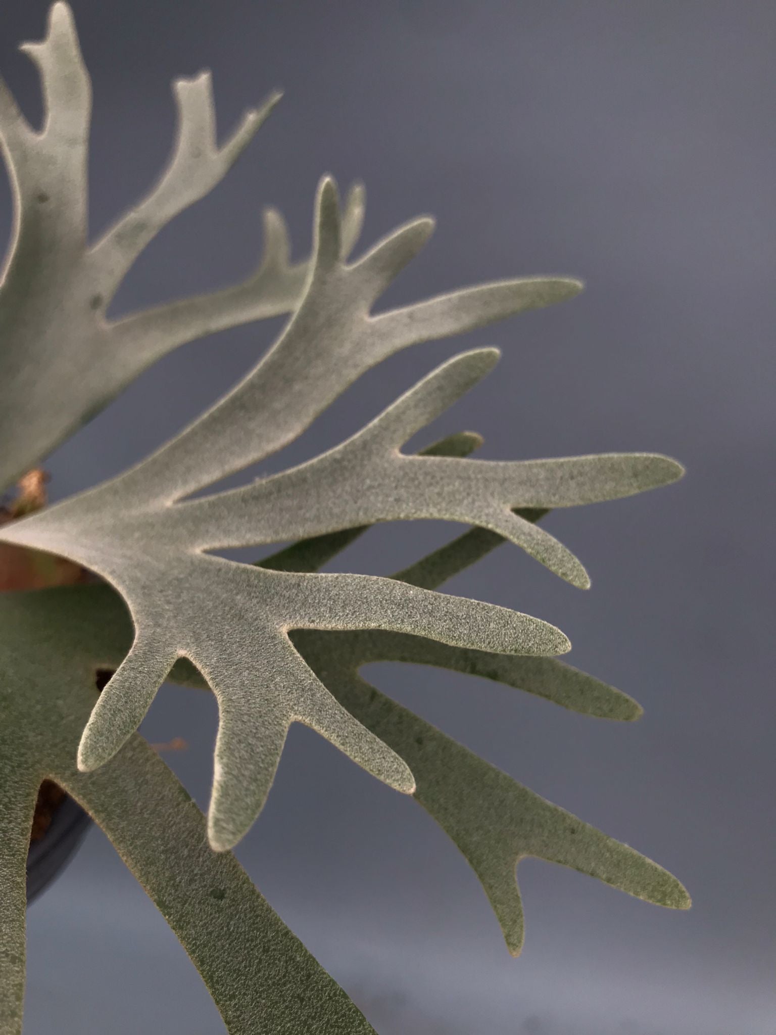 Platycerium willinckii 'Nano' (Big Plant)