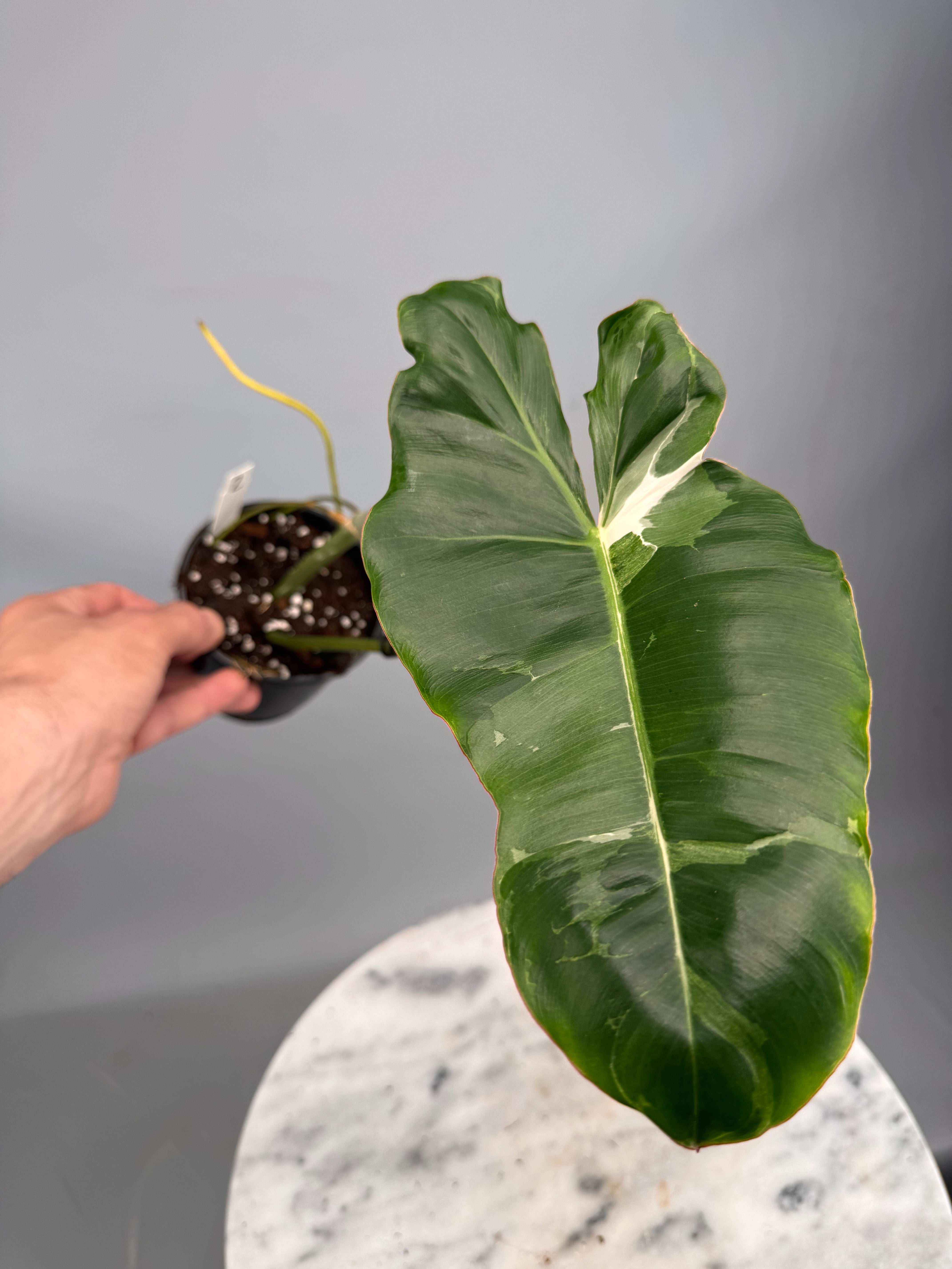 Philodendron Paraiso Verde Variegata Albo  (1 Leaves) Cutting