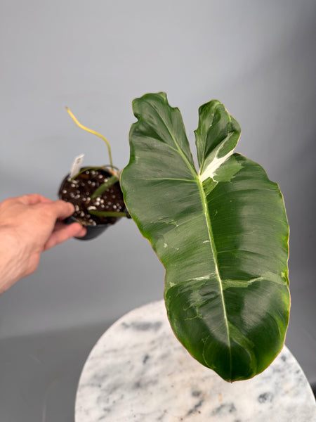 Philodendron Paraiso Verde Variegata Albo (1 Leaves) Cutting
