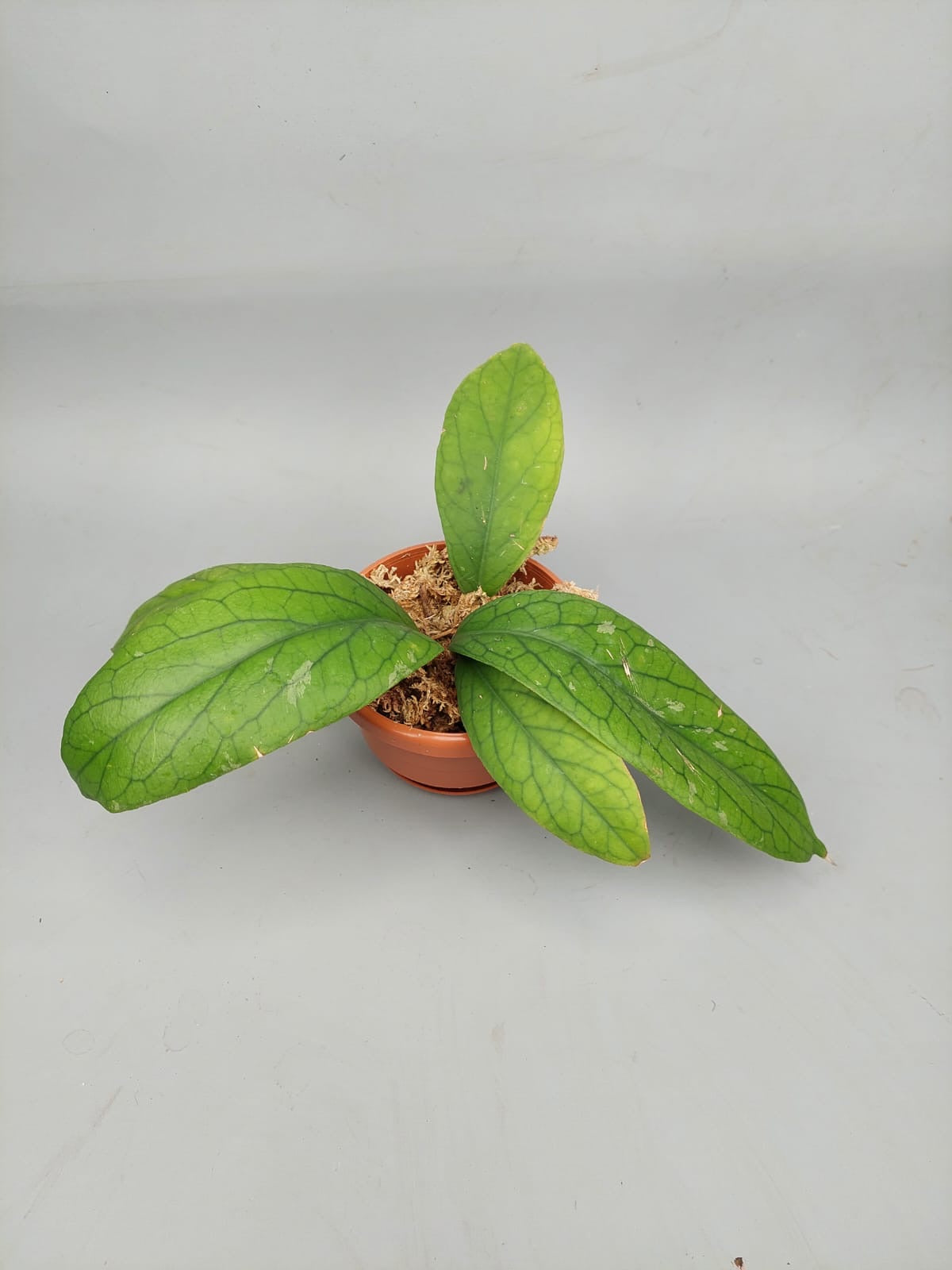 Outlets Hoya vitellinoides