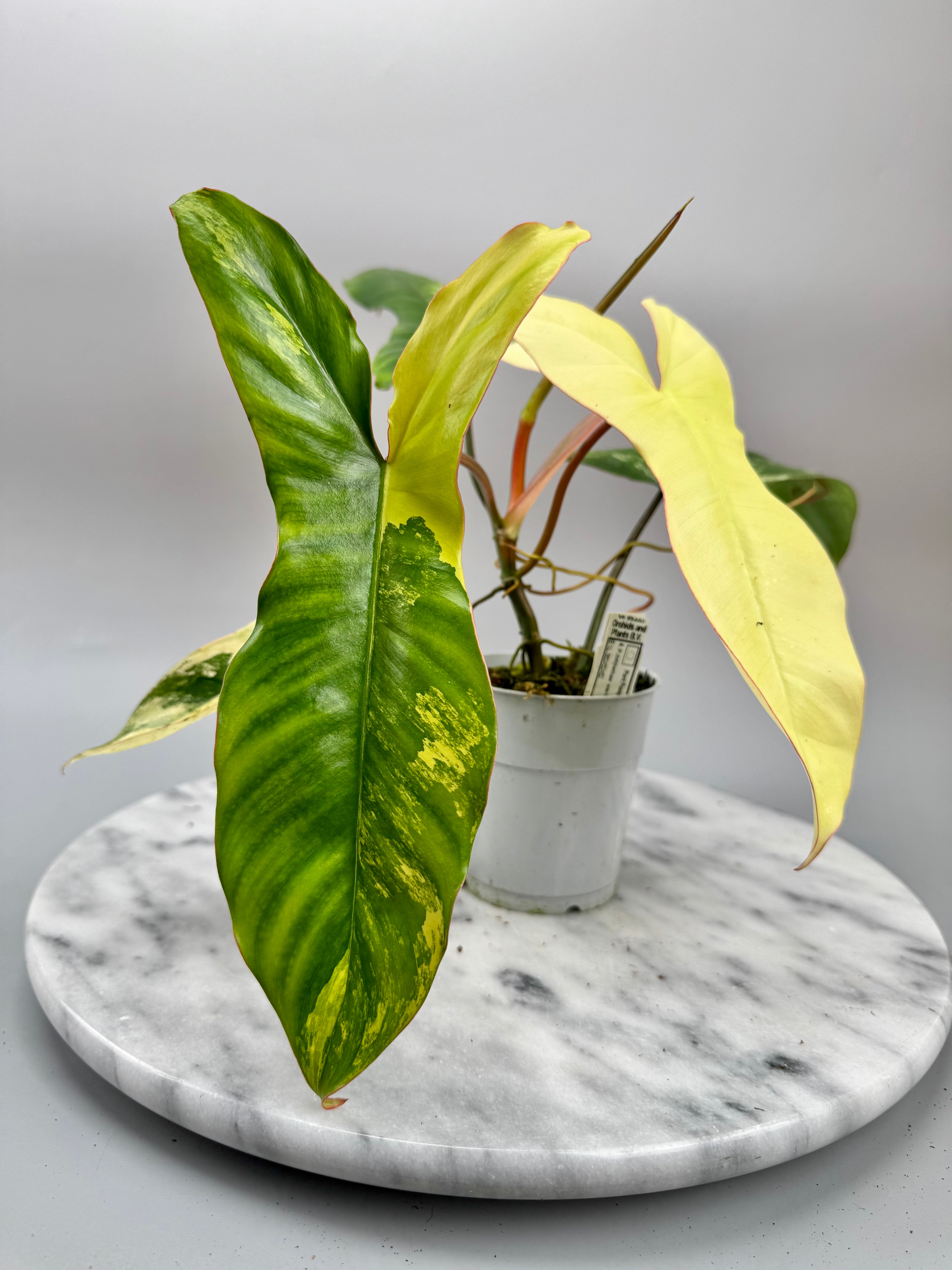 Philodendron Paraiso Verde x Florida Beauty (Nr 1)