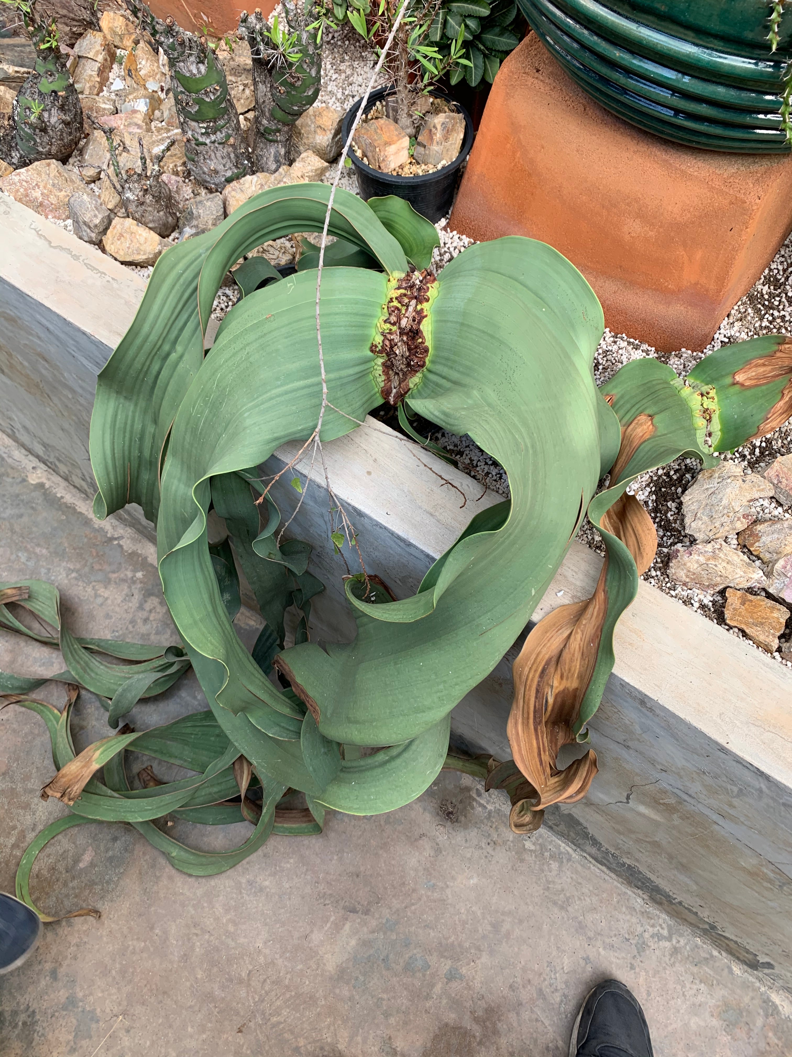 Welwitschia mirabilis