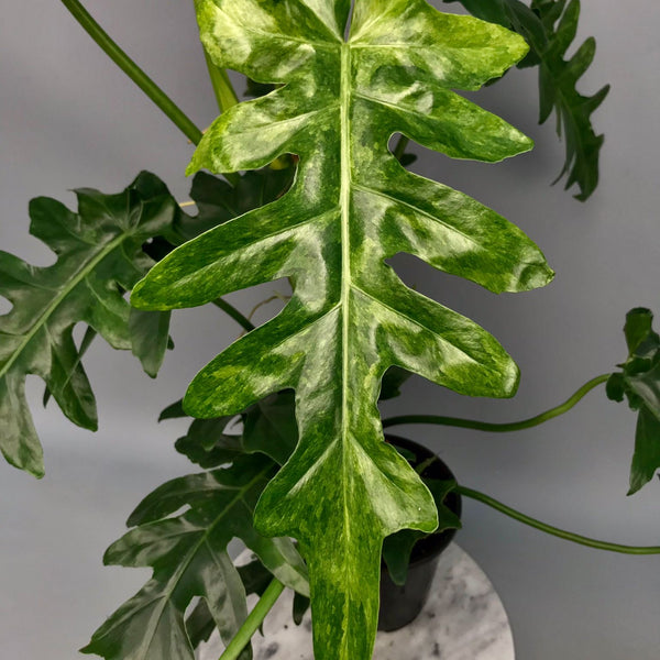 Philodendron Bob Cee variegated XXL