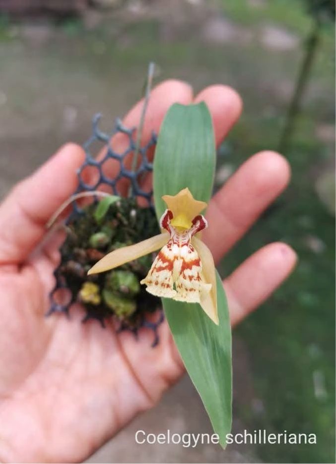 Coelogyne schilleriana