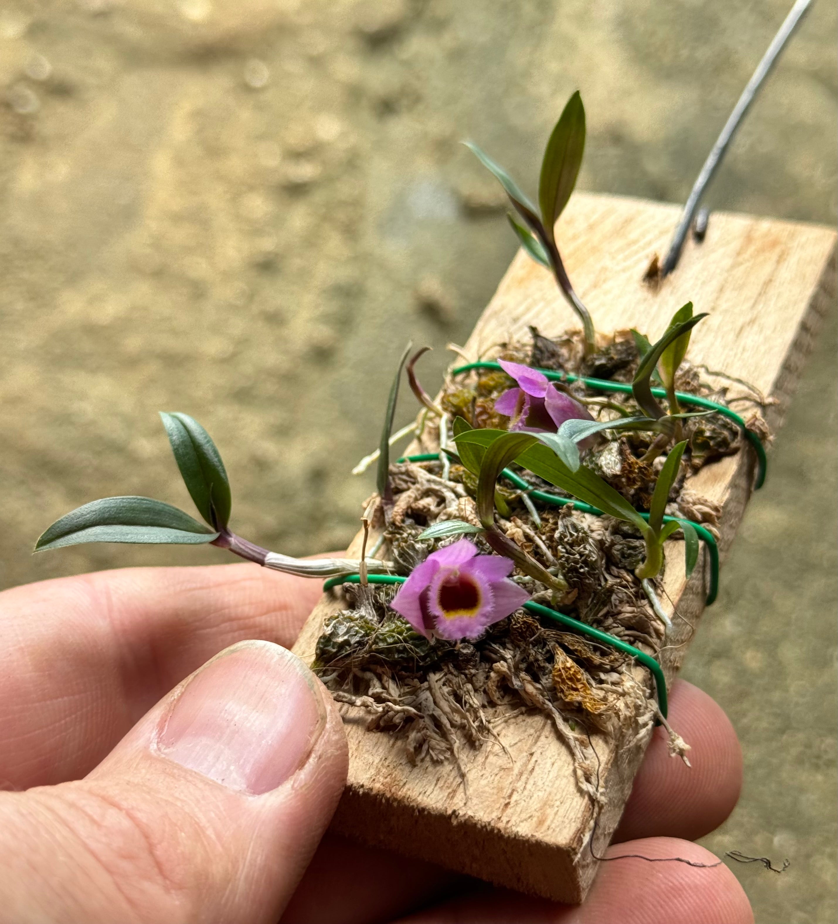 Dendrobium fuscifaucium (Micro Dendrobium) First propagation