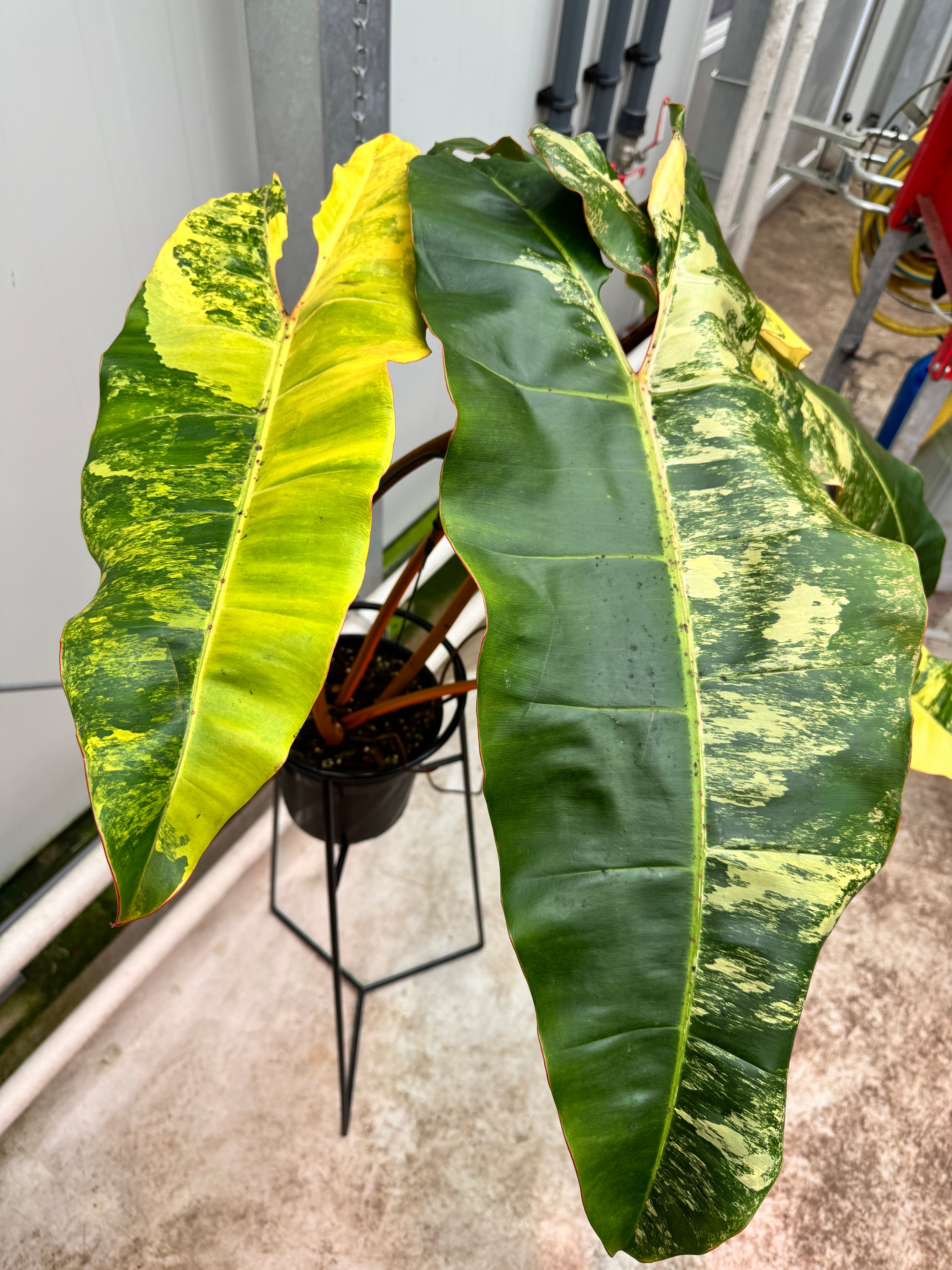 Philodendron billietiae Variegata (Nr 3)