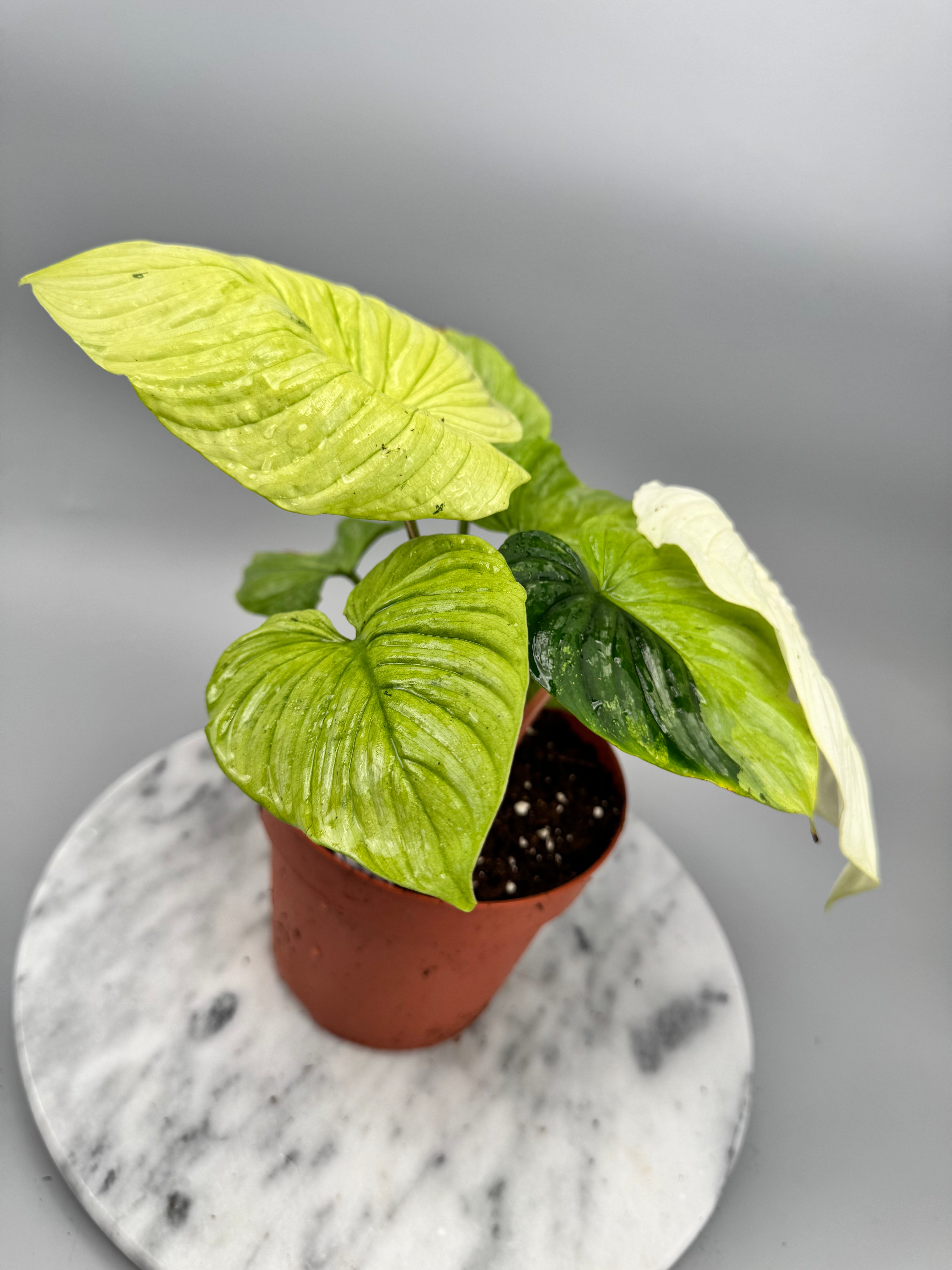 Philodendron mamei variegata mint (8 Blätter) (Nr1)