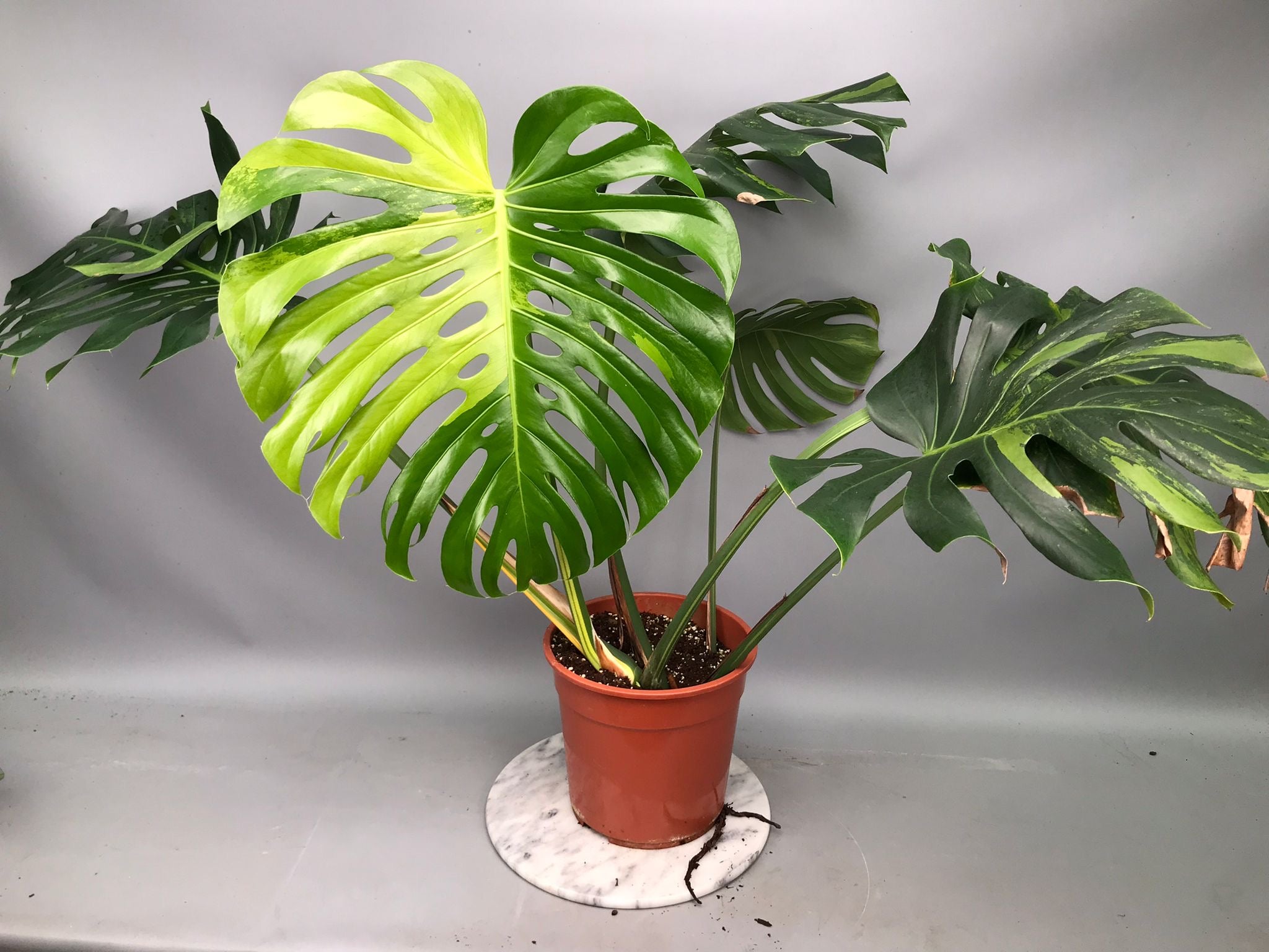 Monstera Ocean Mint nr 2