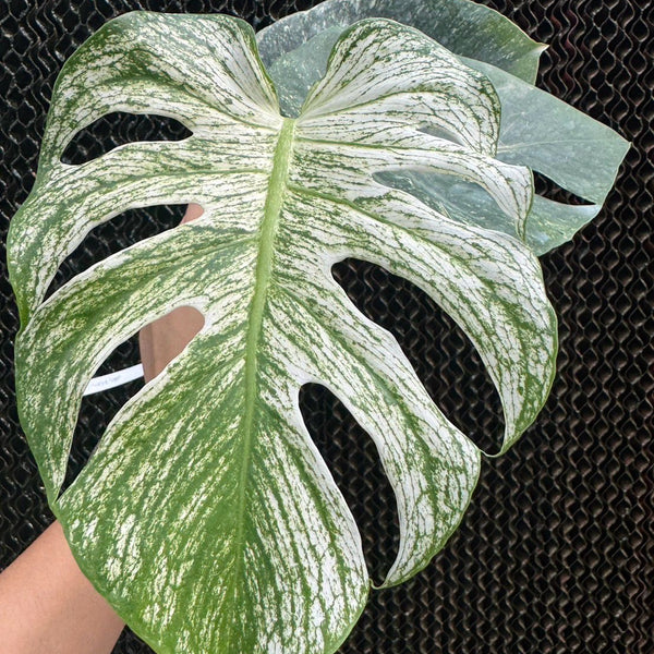monstera del Monstera 'Devil Monster' Nr 1