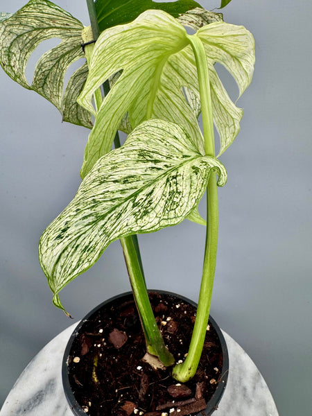 Monstera 'Devil Monster' Nr 2