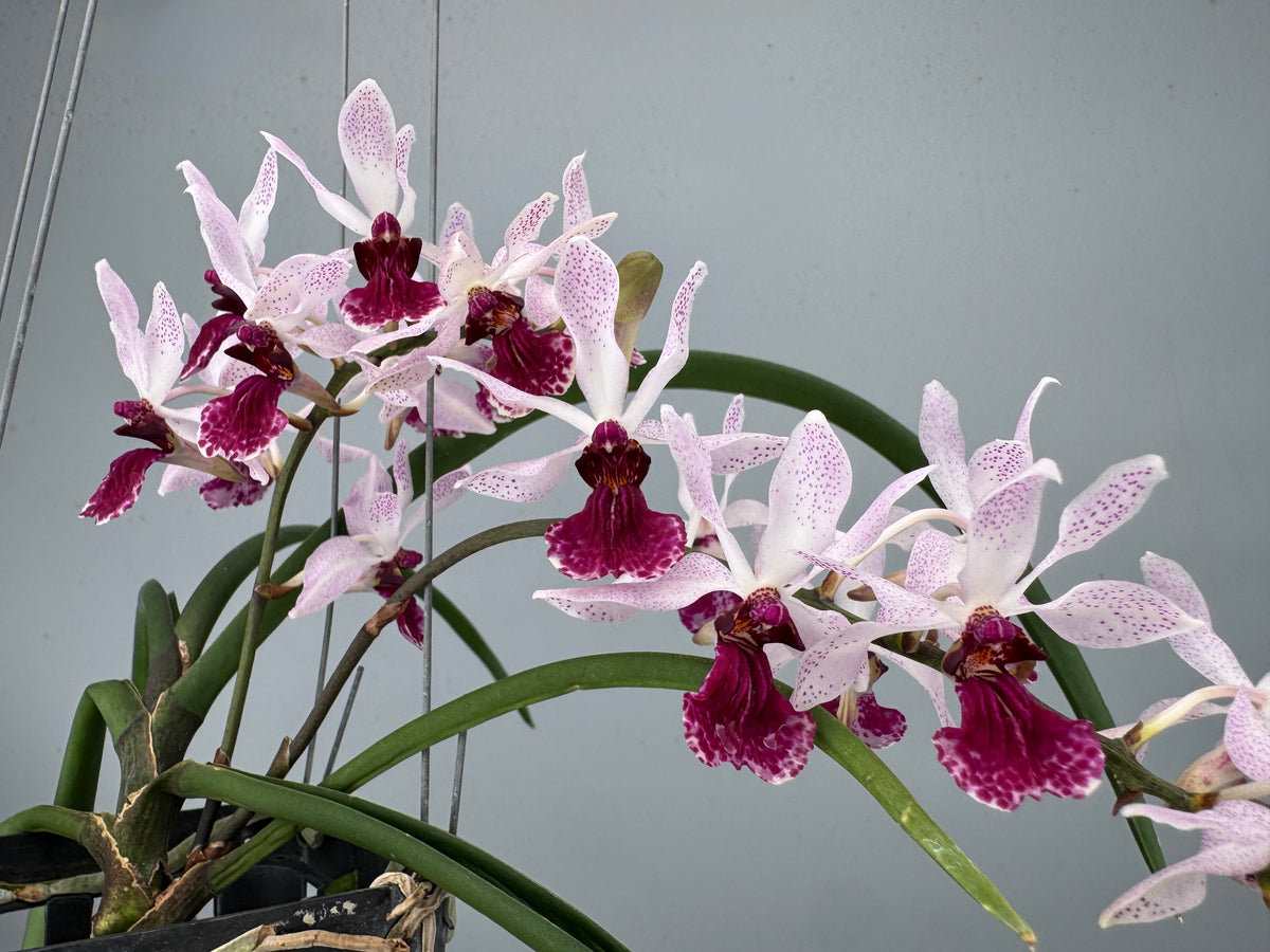 Holcoglossum kimballianum x Rhynchostylis gigantea