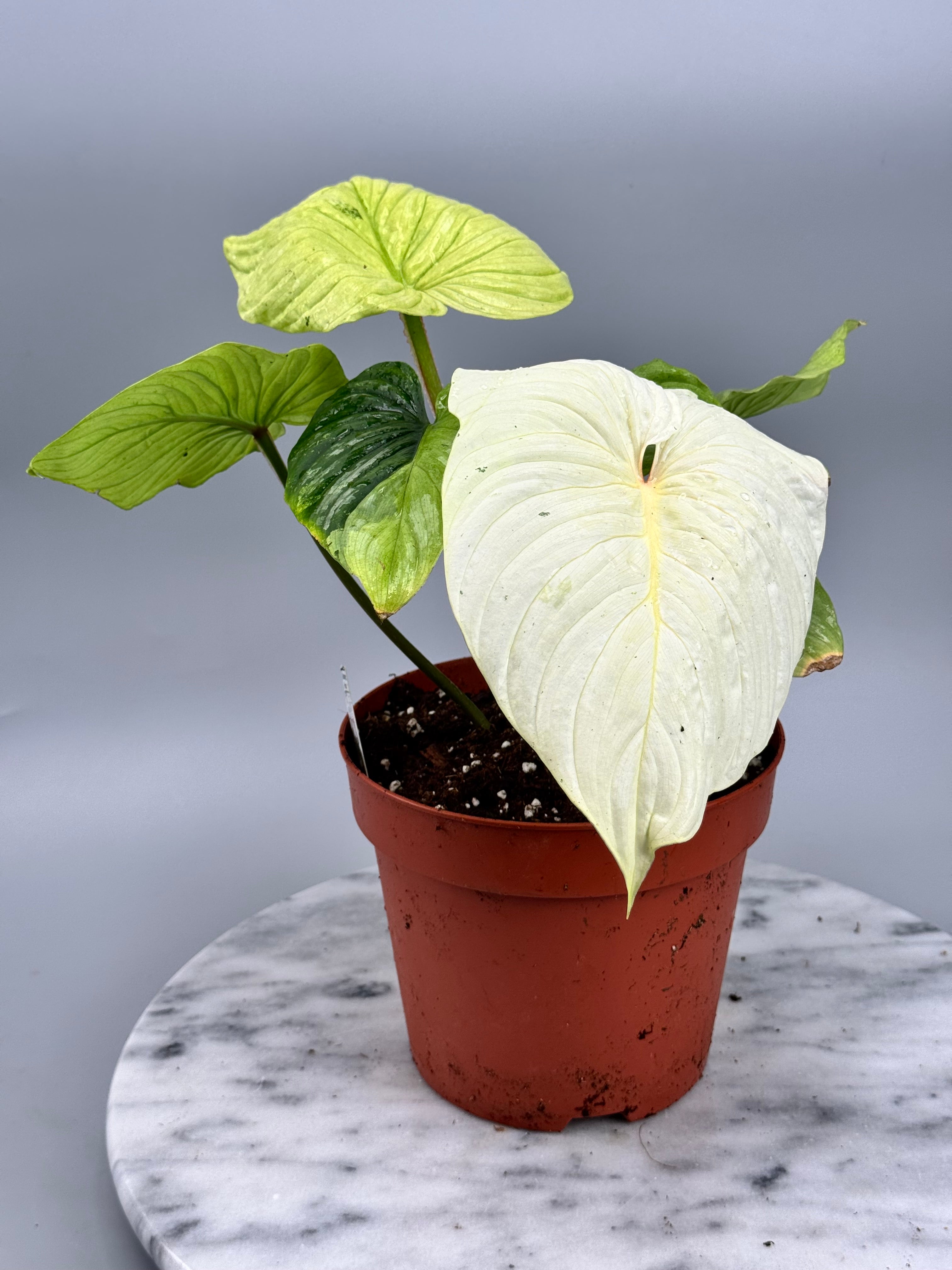 Philodendron mamei variegata mint (8 Blätter) (Nr1)