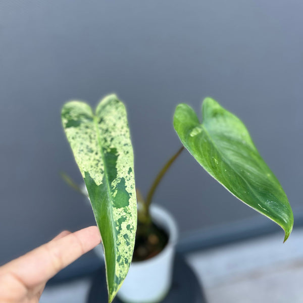 philodendron islemanii Philodendron ilsemanii