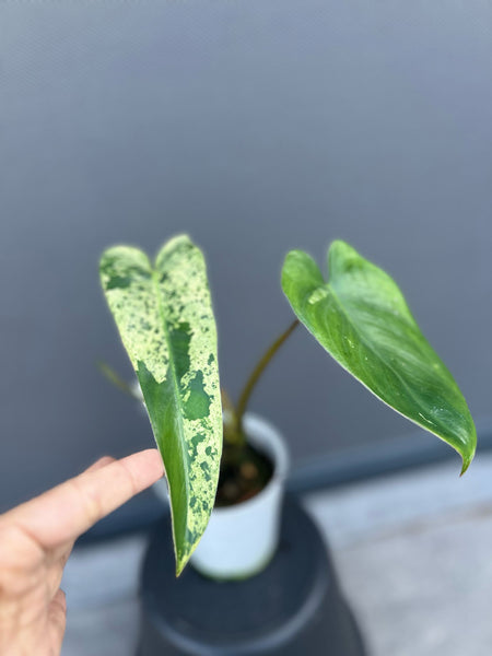Philodendron ilsemanii
