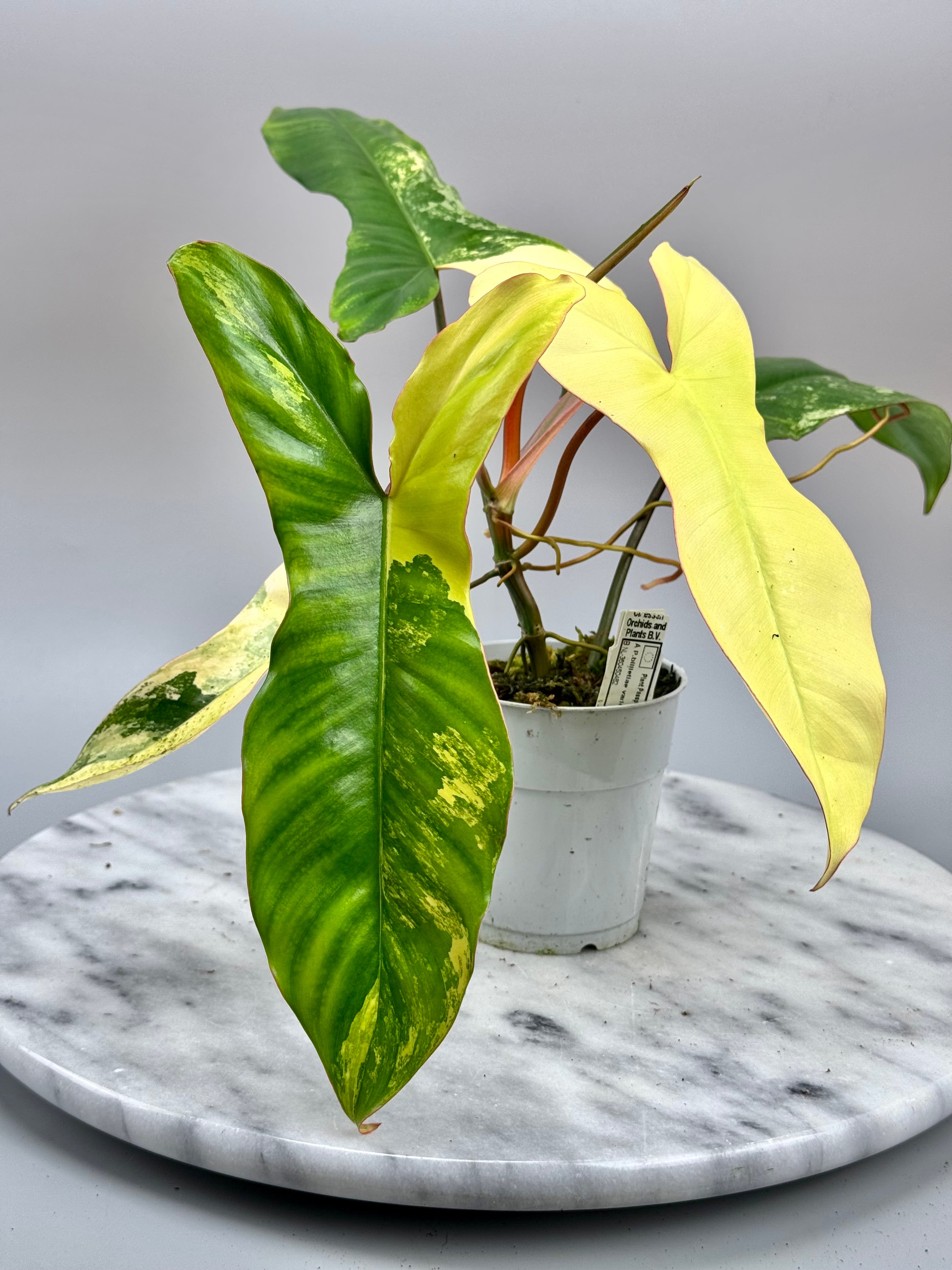 Philodendron Paraiso Verde x Florida Beauty (Nr 1)