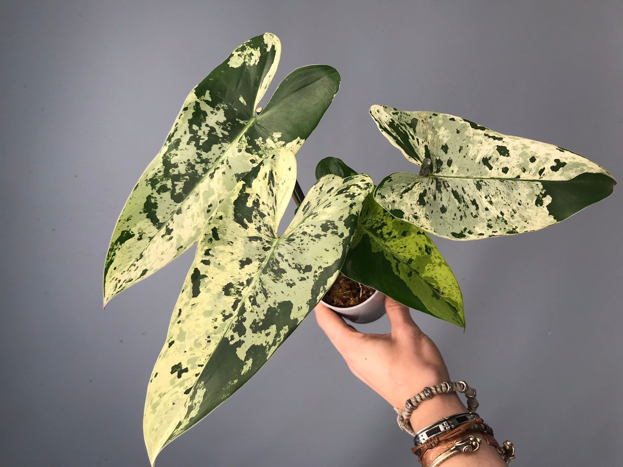 Philodendron ilsemanii  nr 1.1