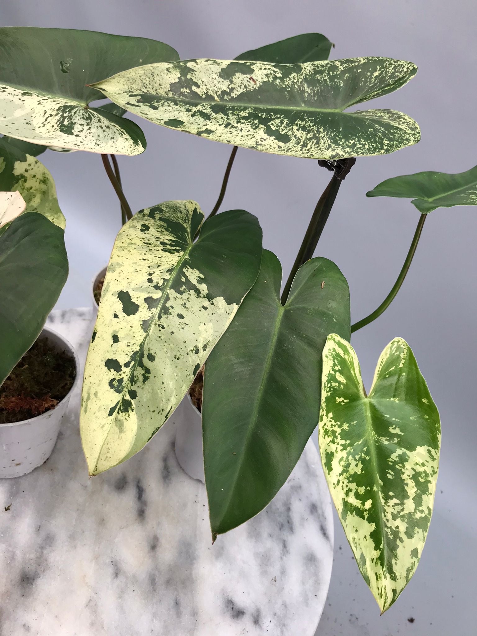 フィロデンドロン イラセマニー 美斑Philodendron Ilsemanii Philodendron ilsemanii