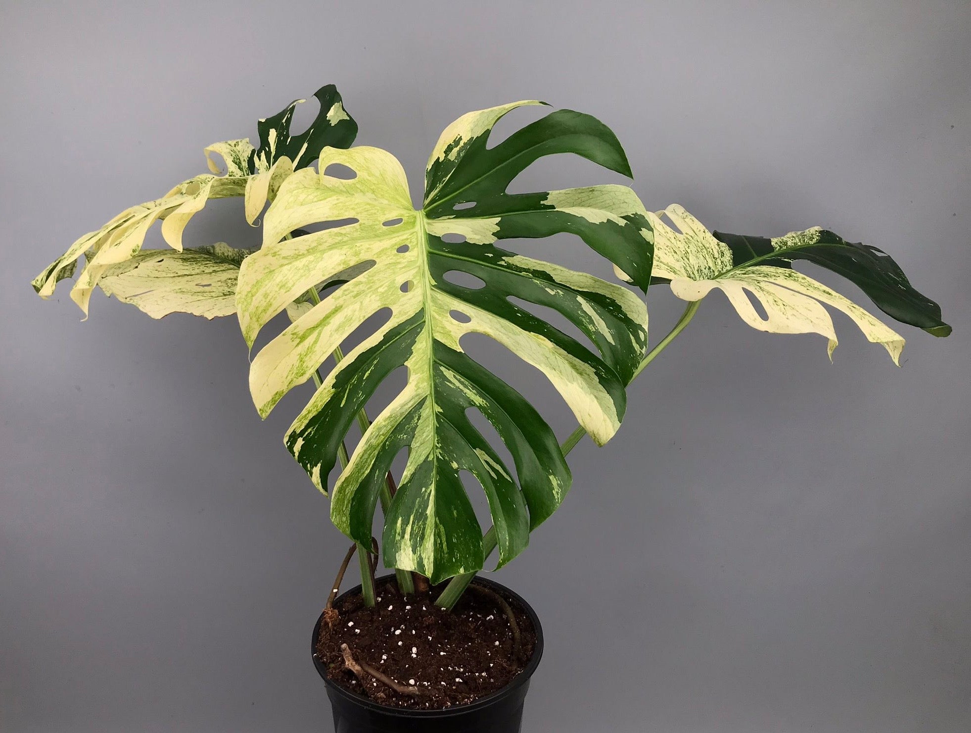Monstera deliciosa borsigiana "Brazil Mint" (Almost Full Moon) nr 1