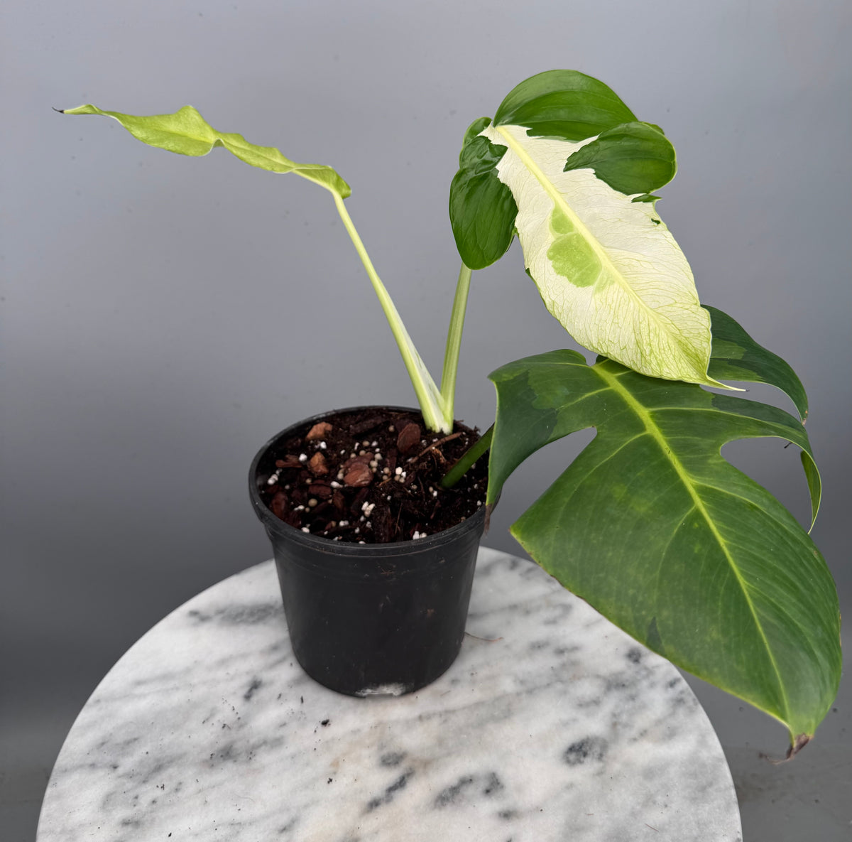 Monstera White Lava 'Lalamove' nr 1.2